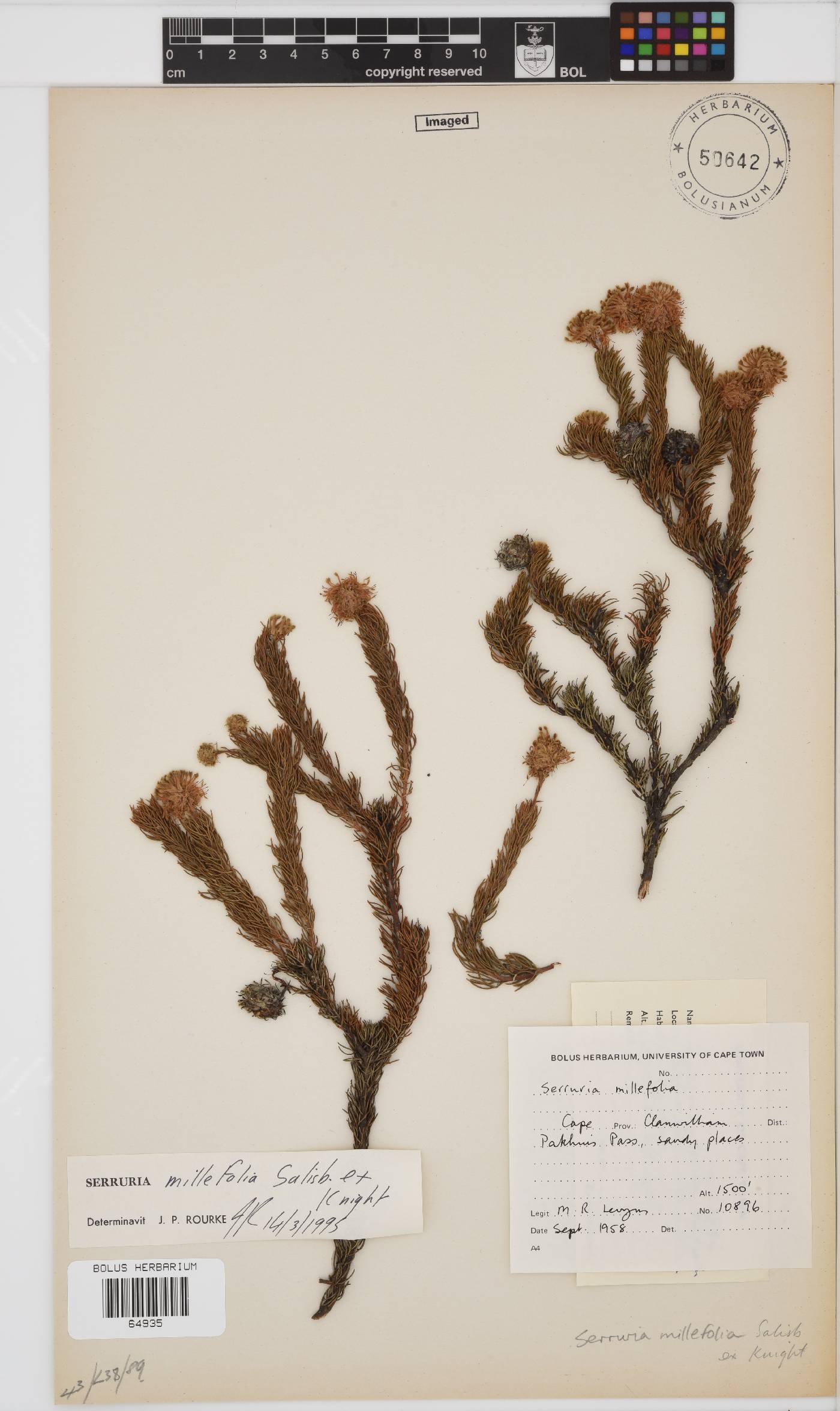 Serruria millefolia image