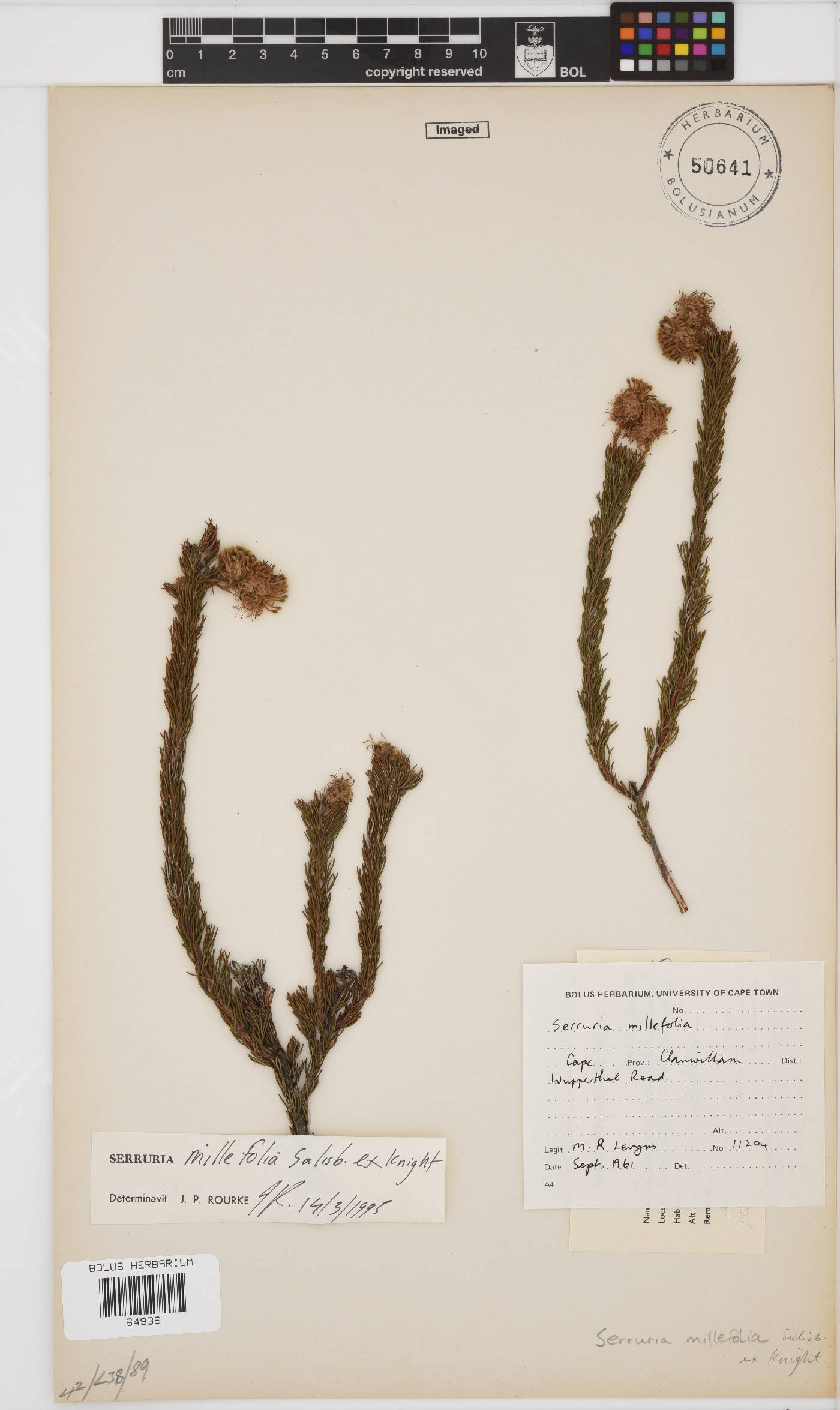 Serruria millefolia image