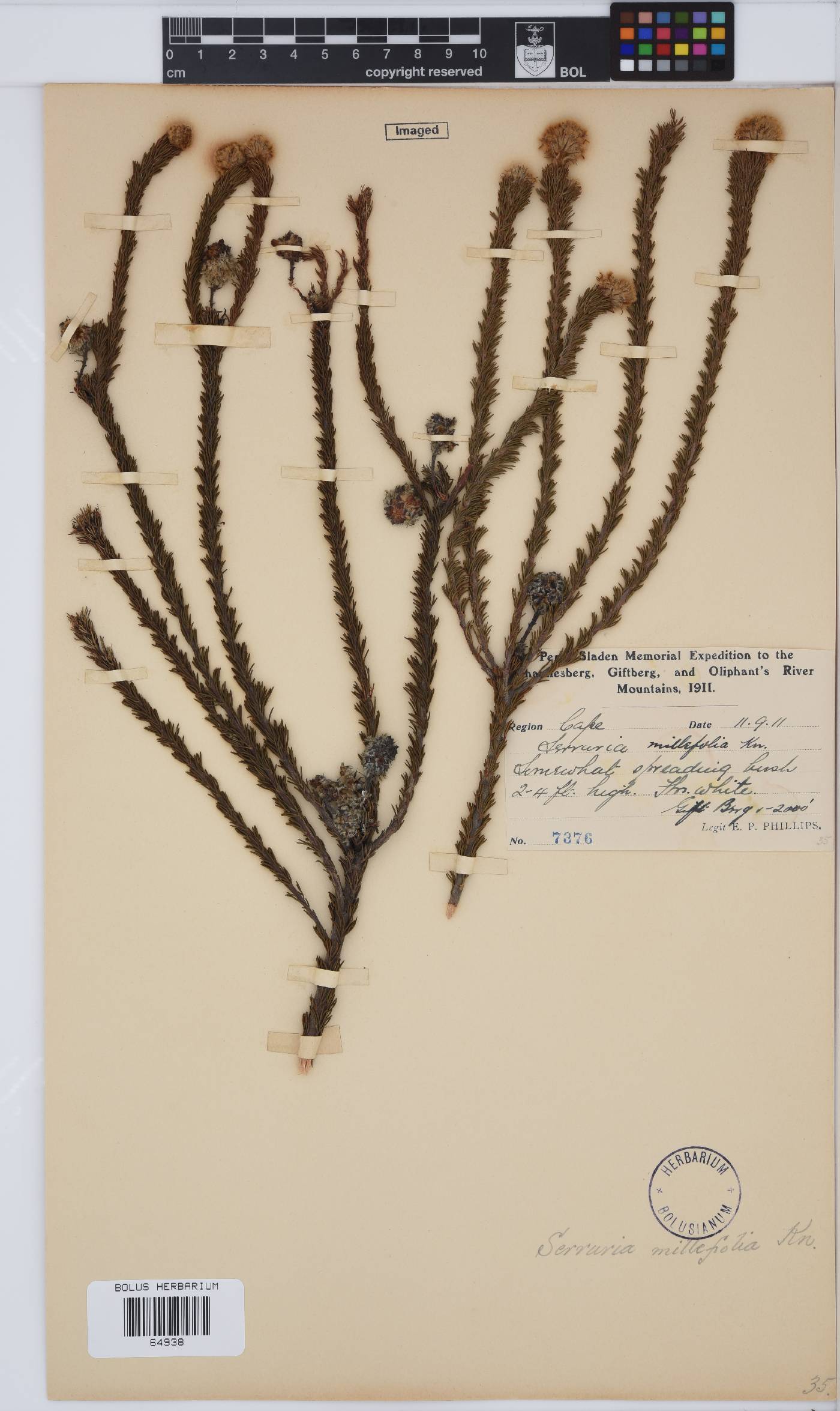 Serruria millefolia image