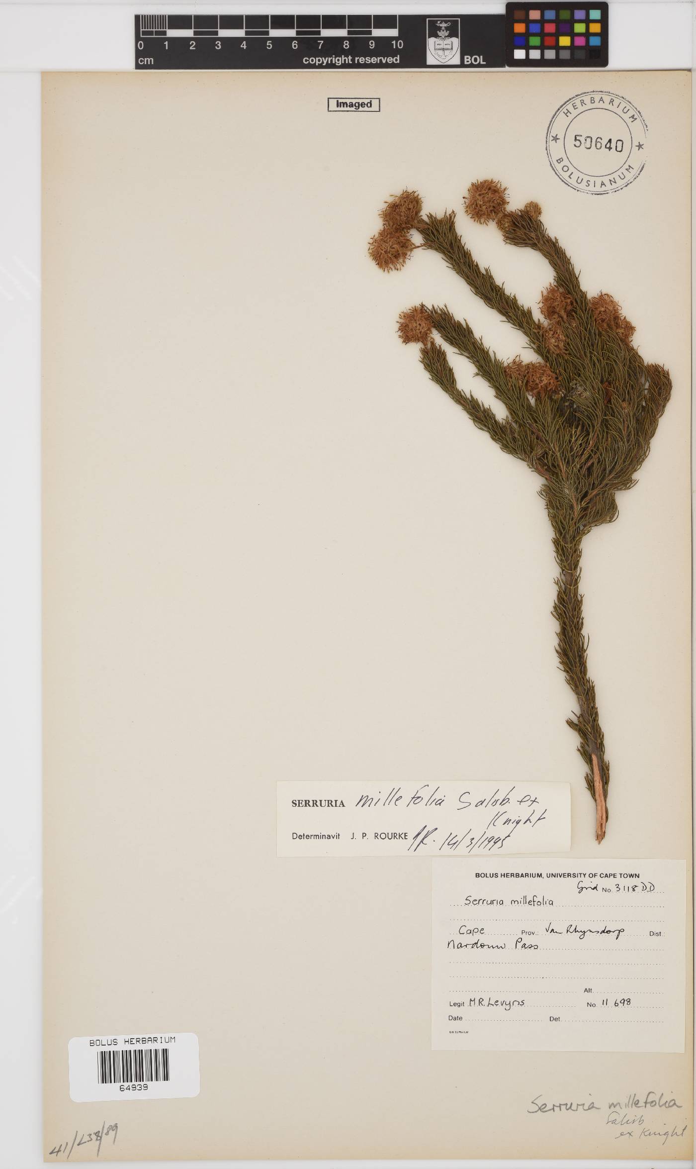 Serruria millefolia image