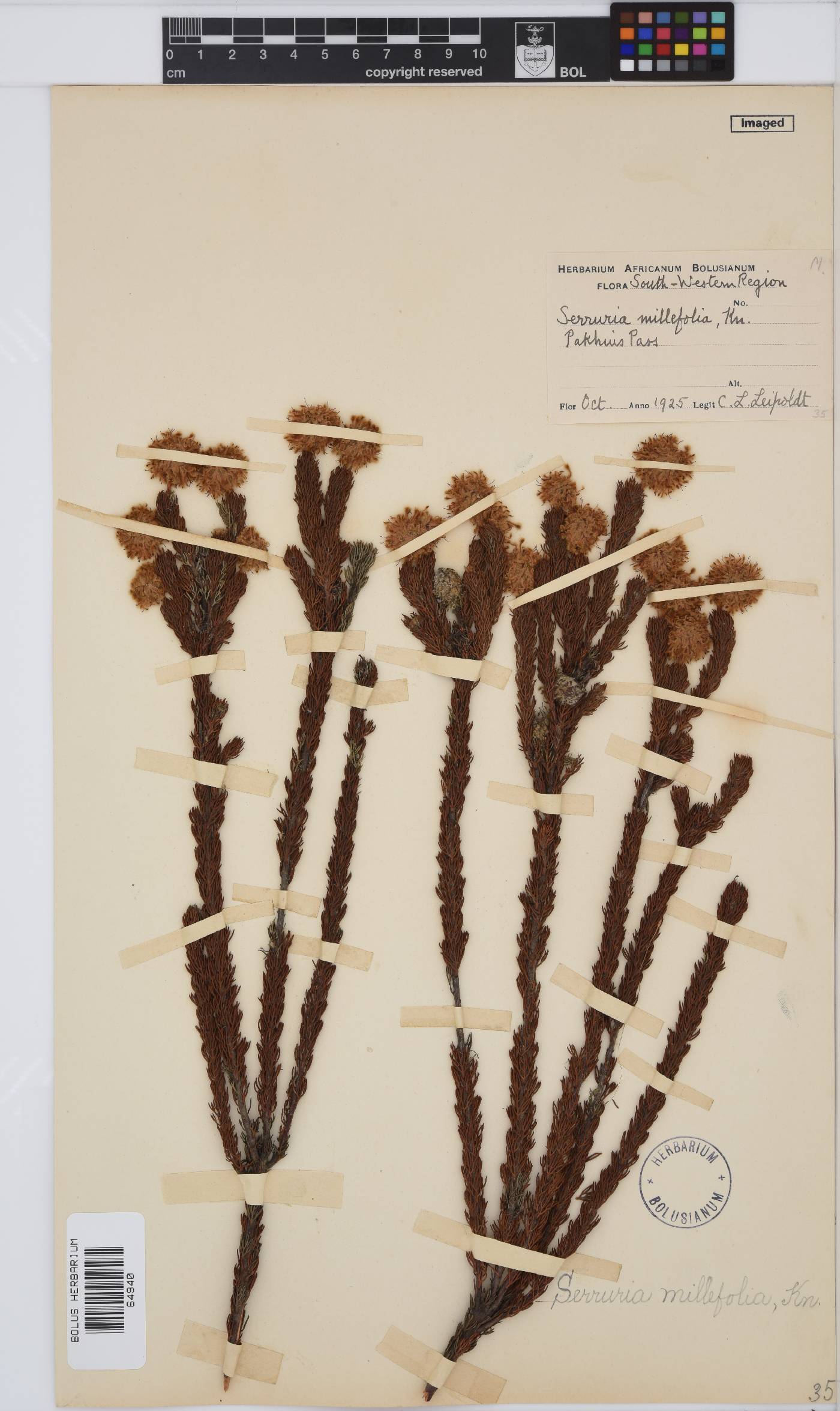 Serruria millefolia image