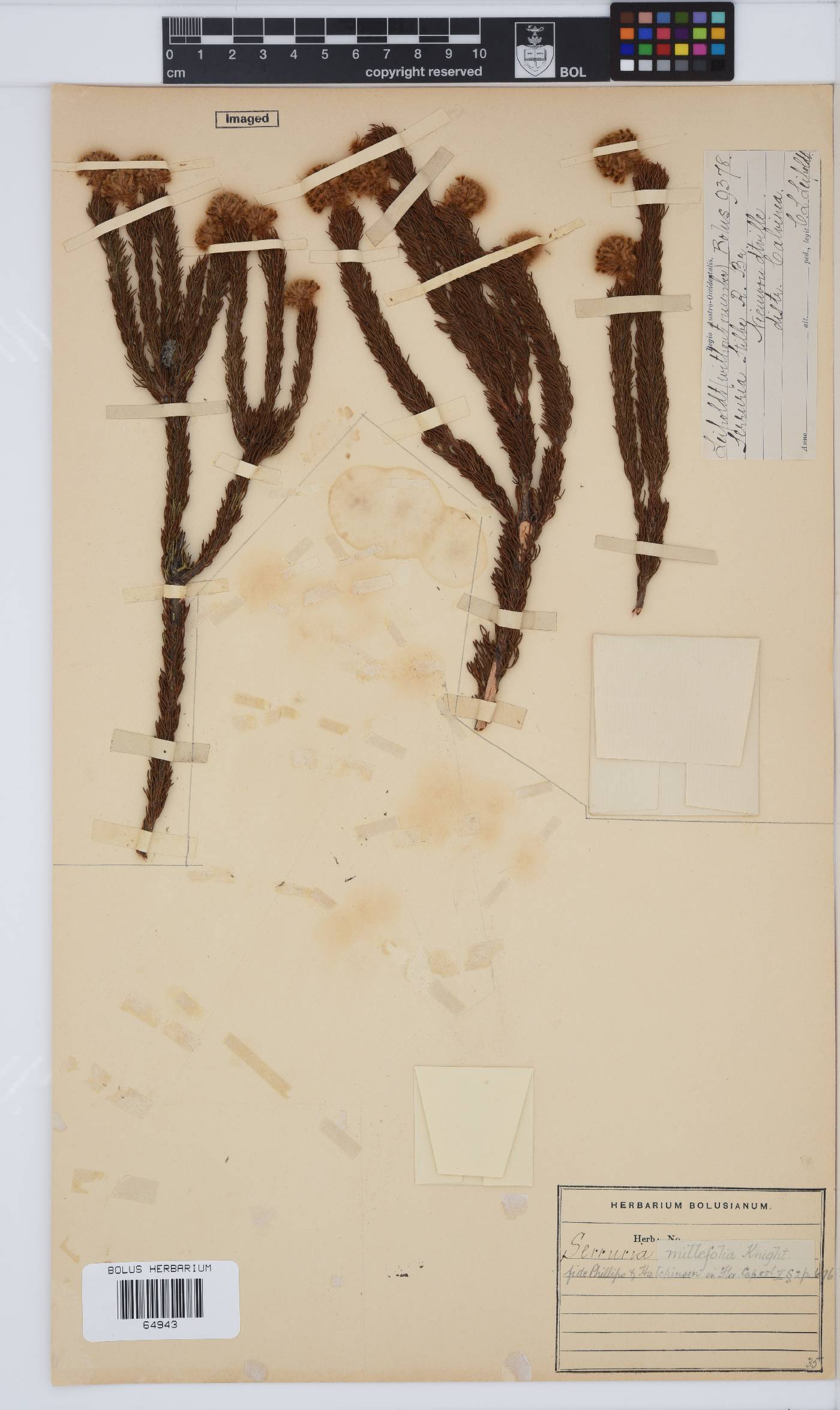 Serruria millefolia image