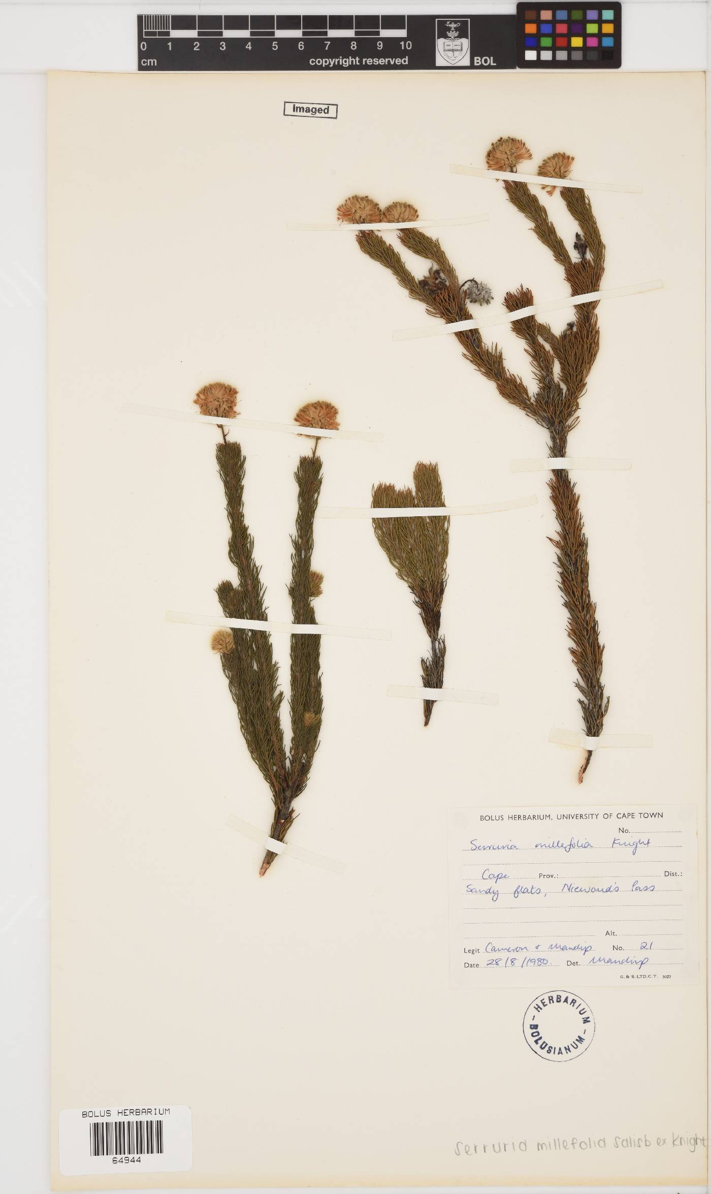 Serruria millefolia image