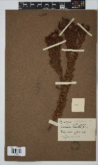 Serruria villosa image