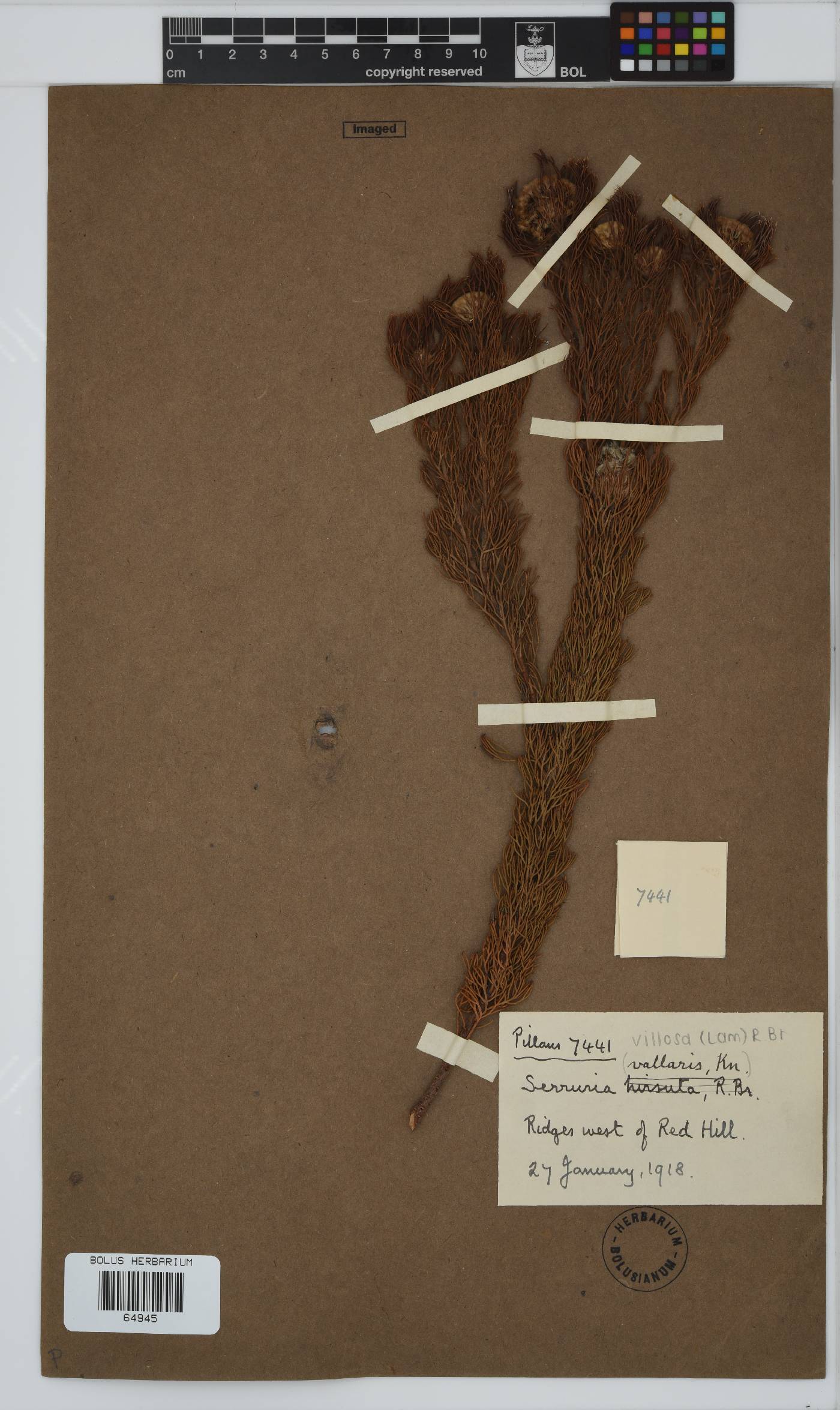 Serruria villosa image