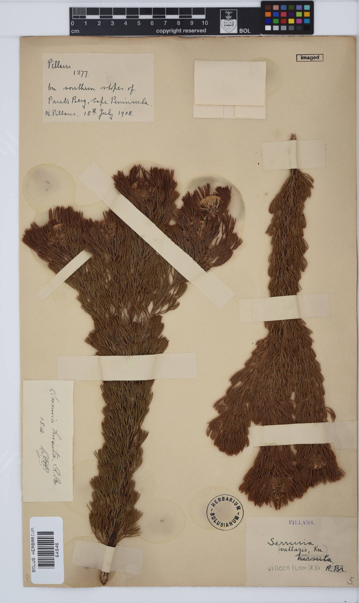Serruria villosa image