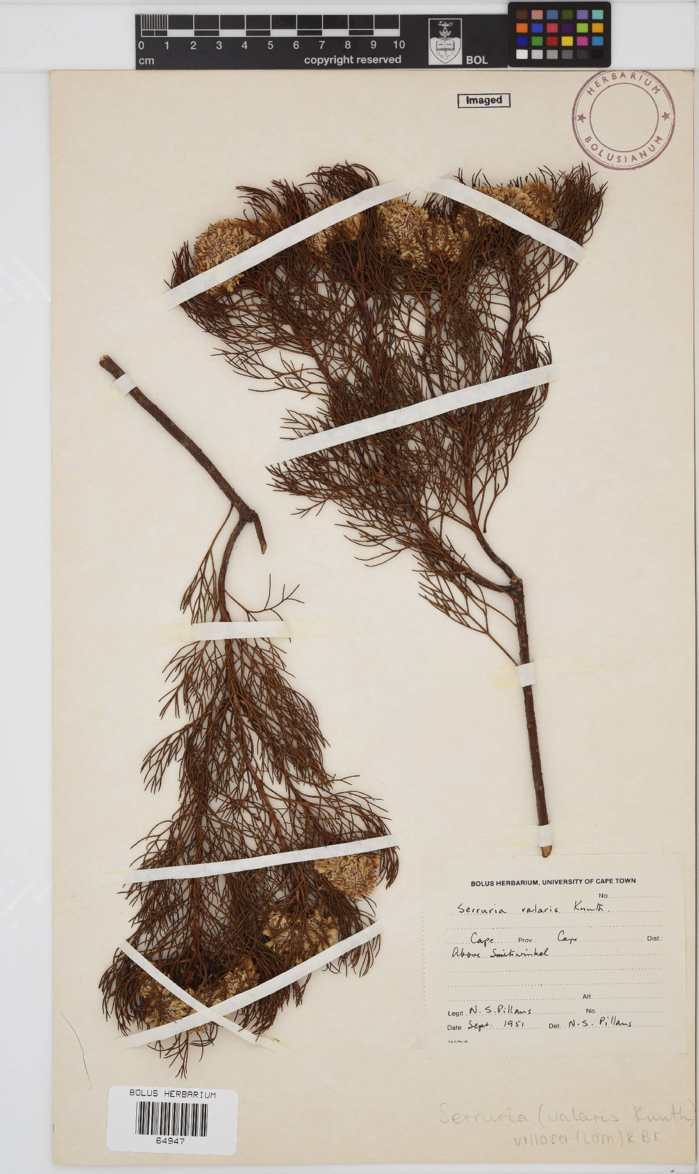 Serruria villosa image