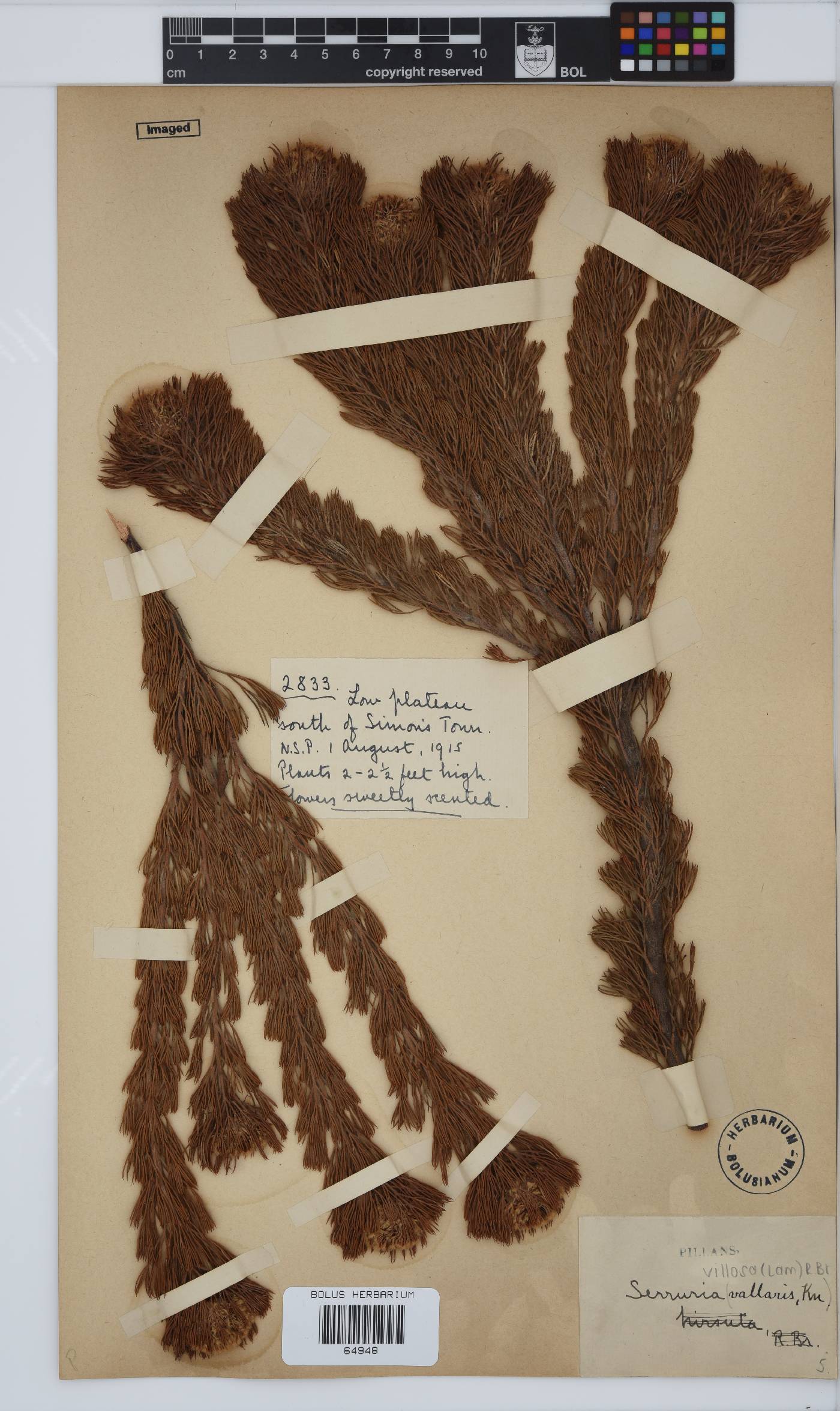 Serruria villosa image