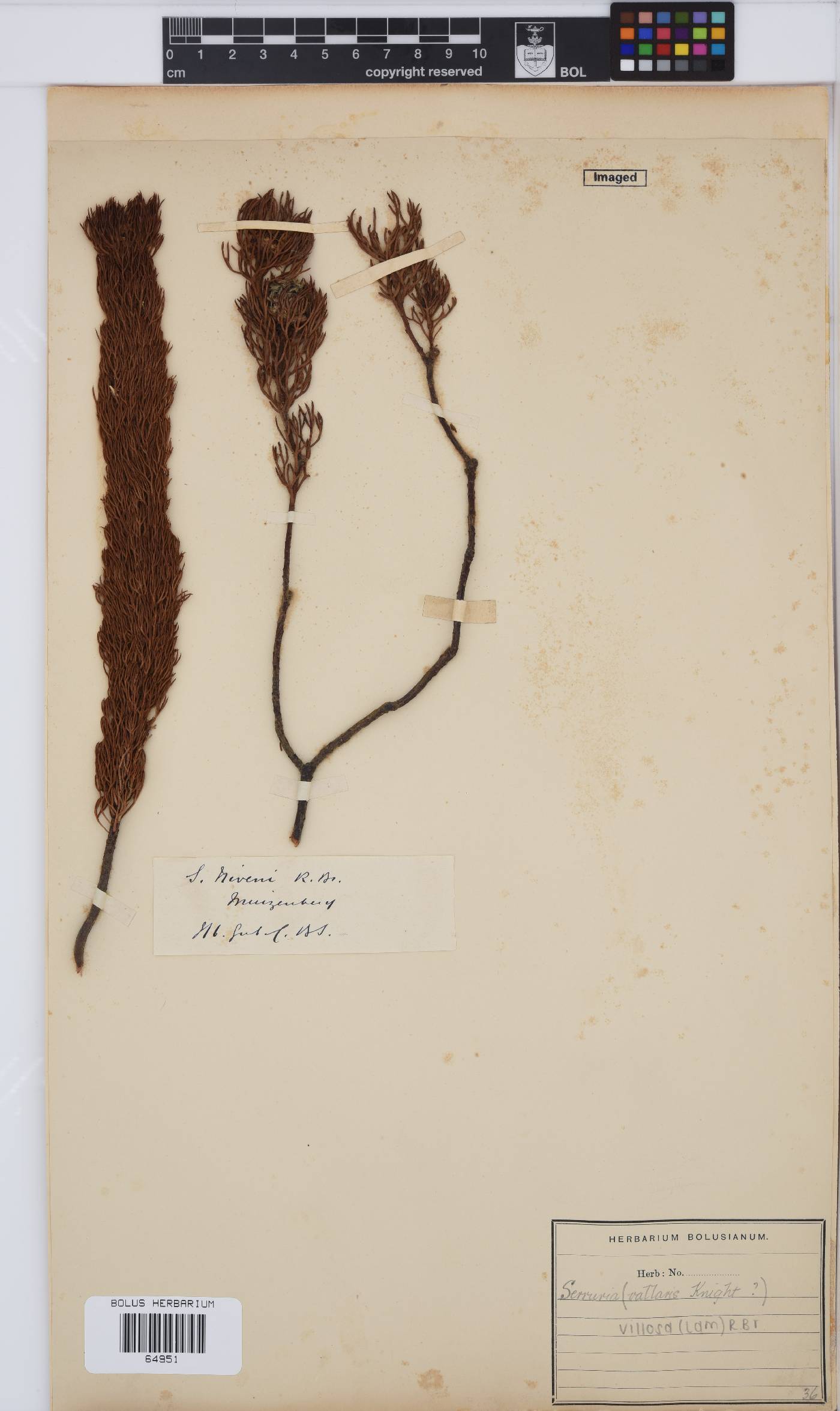 Serruria villosa image