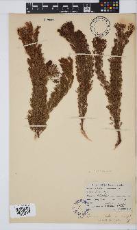 Serruria villosa image