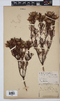 Serruria rostellaris image