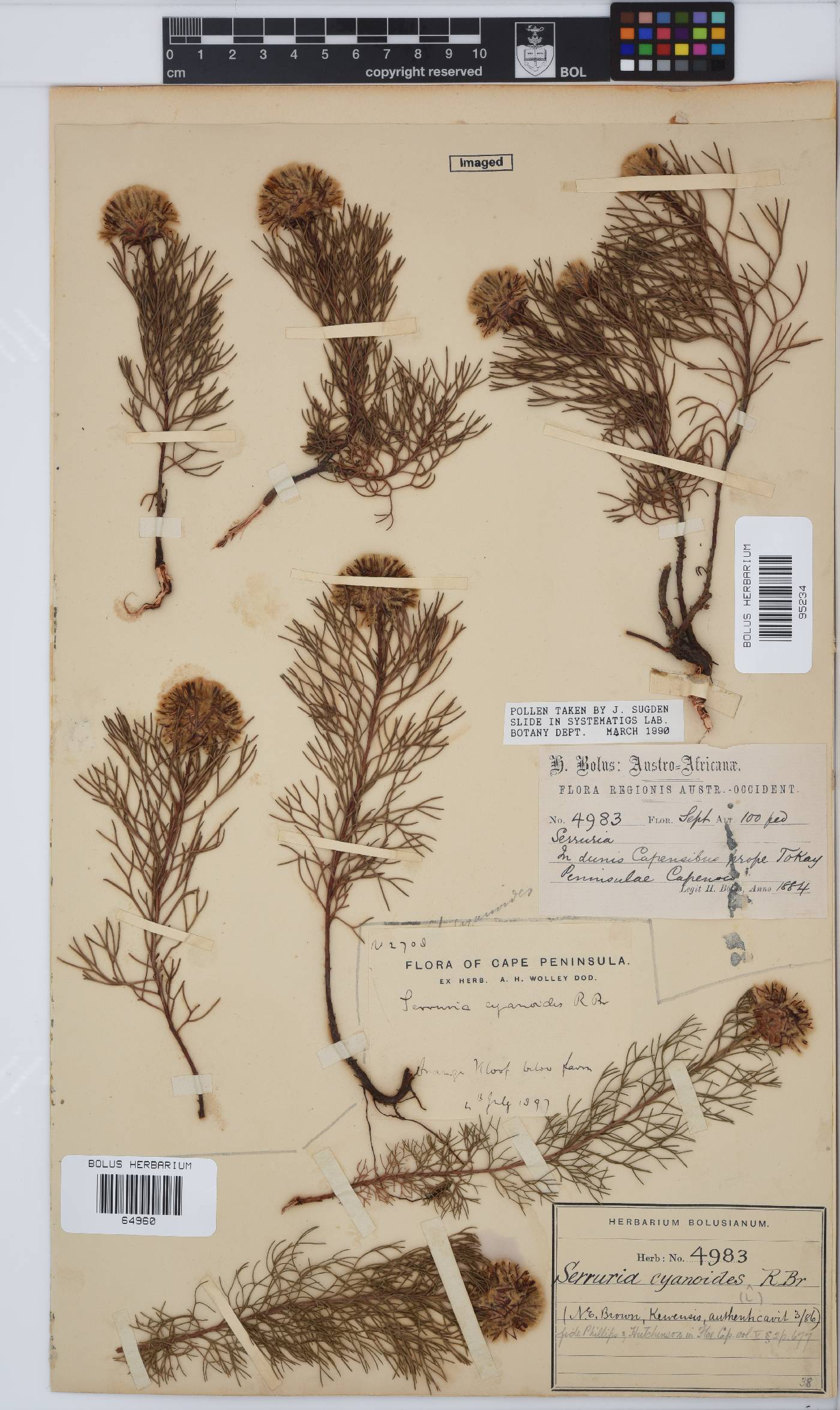 Serruria cyanoides image