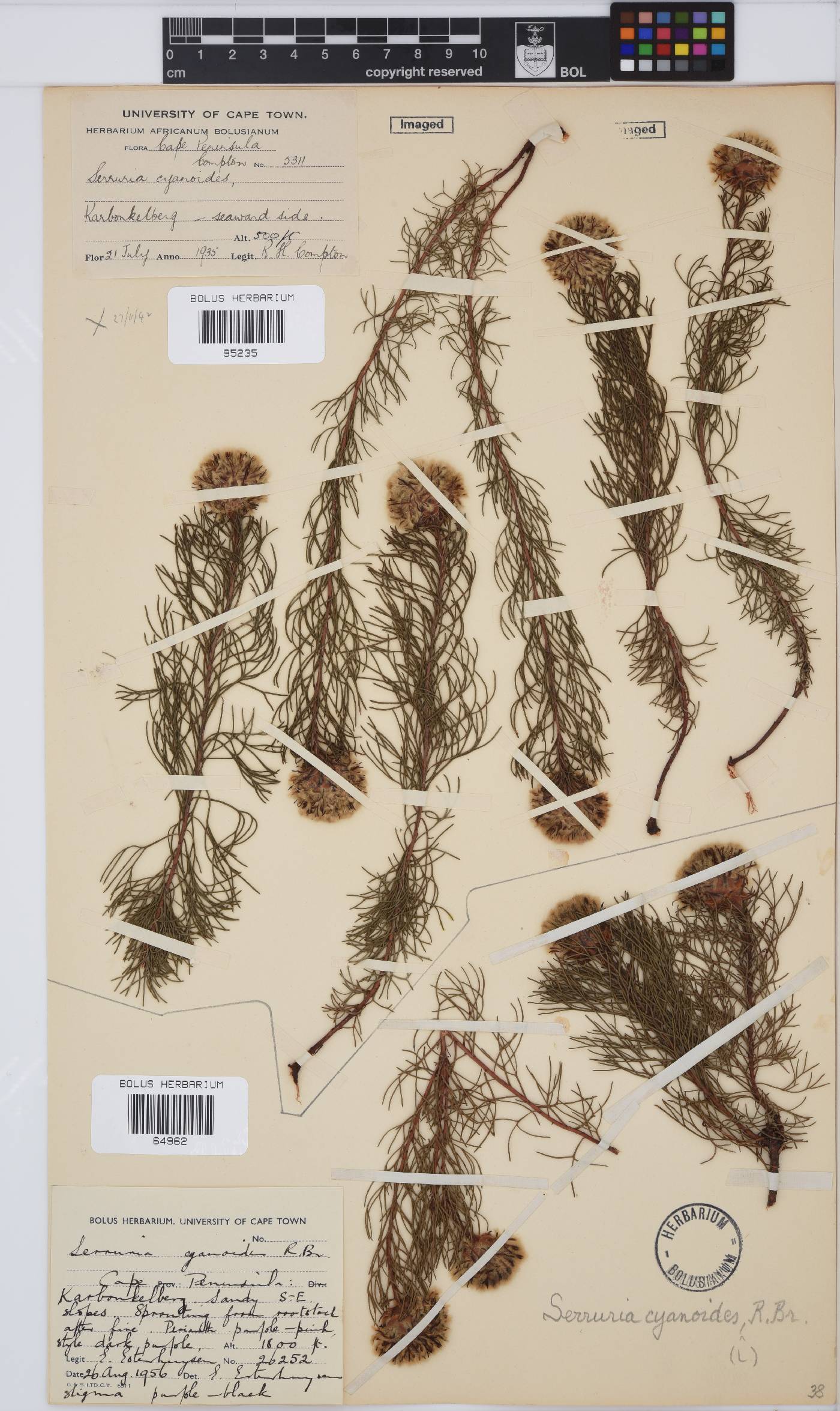 Serruria cyanoides image