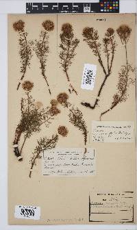 Serruria cyanoides image