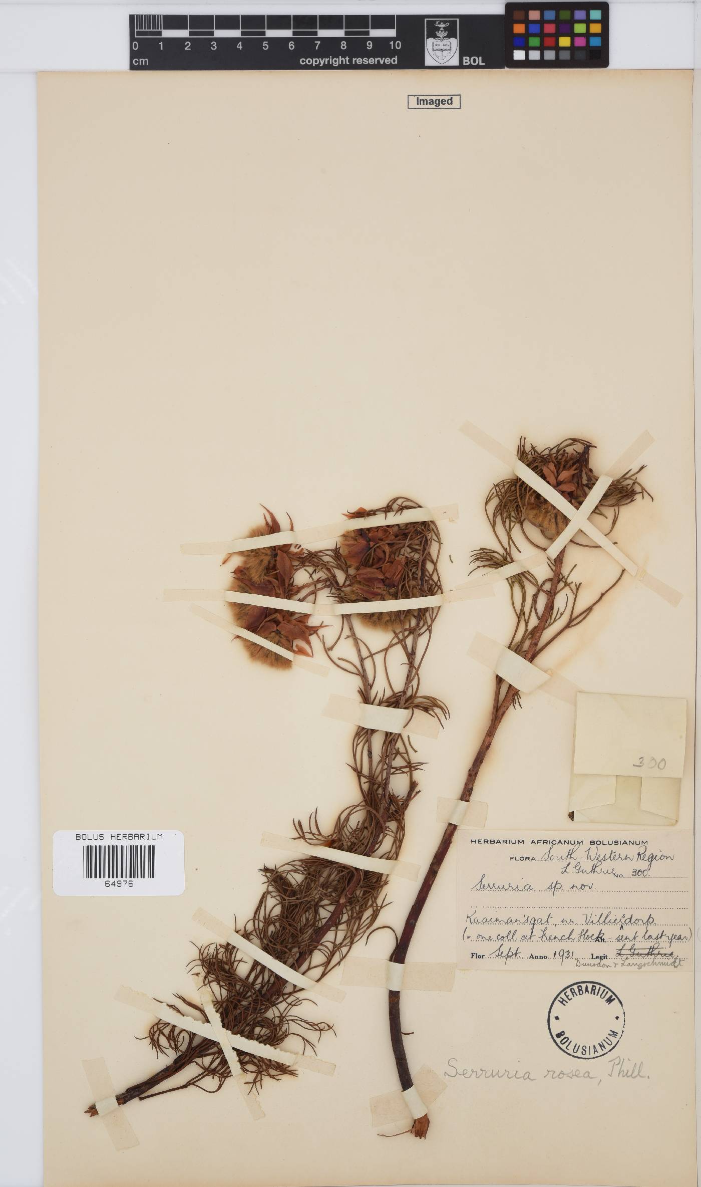 Serruria rosea image
