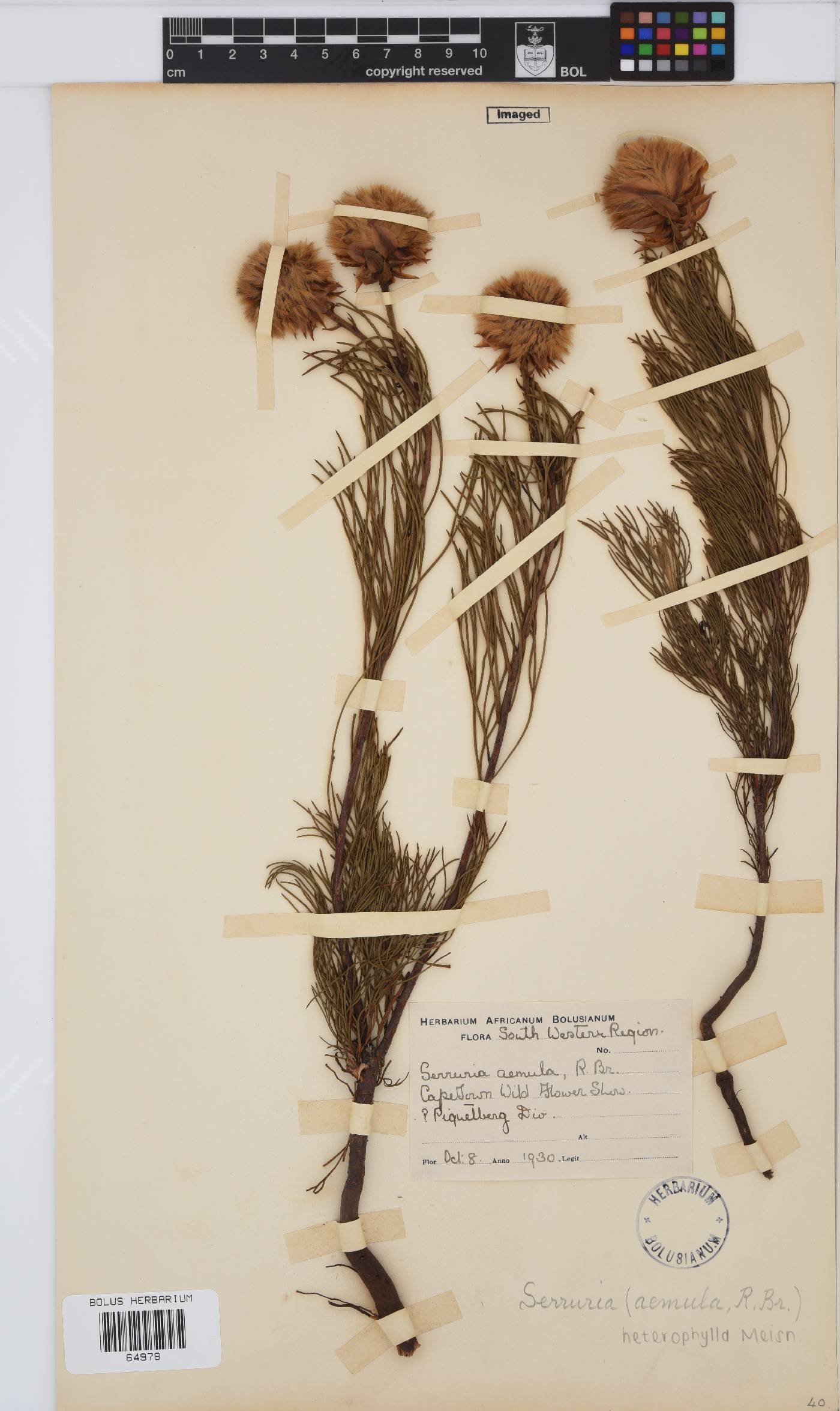 Serruria heterophylla image
