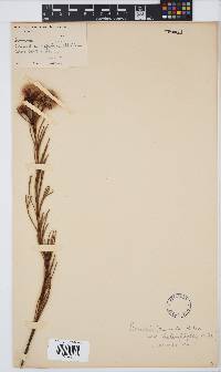 Serruria heterophylla image