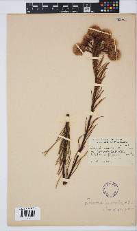 Serruria heterophylla image