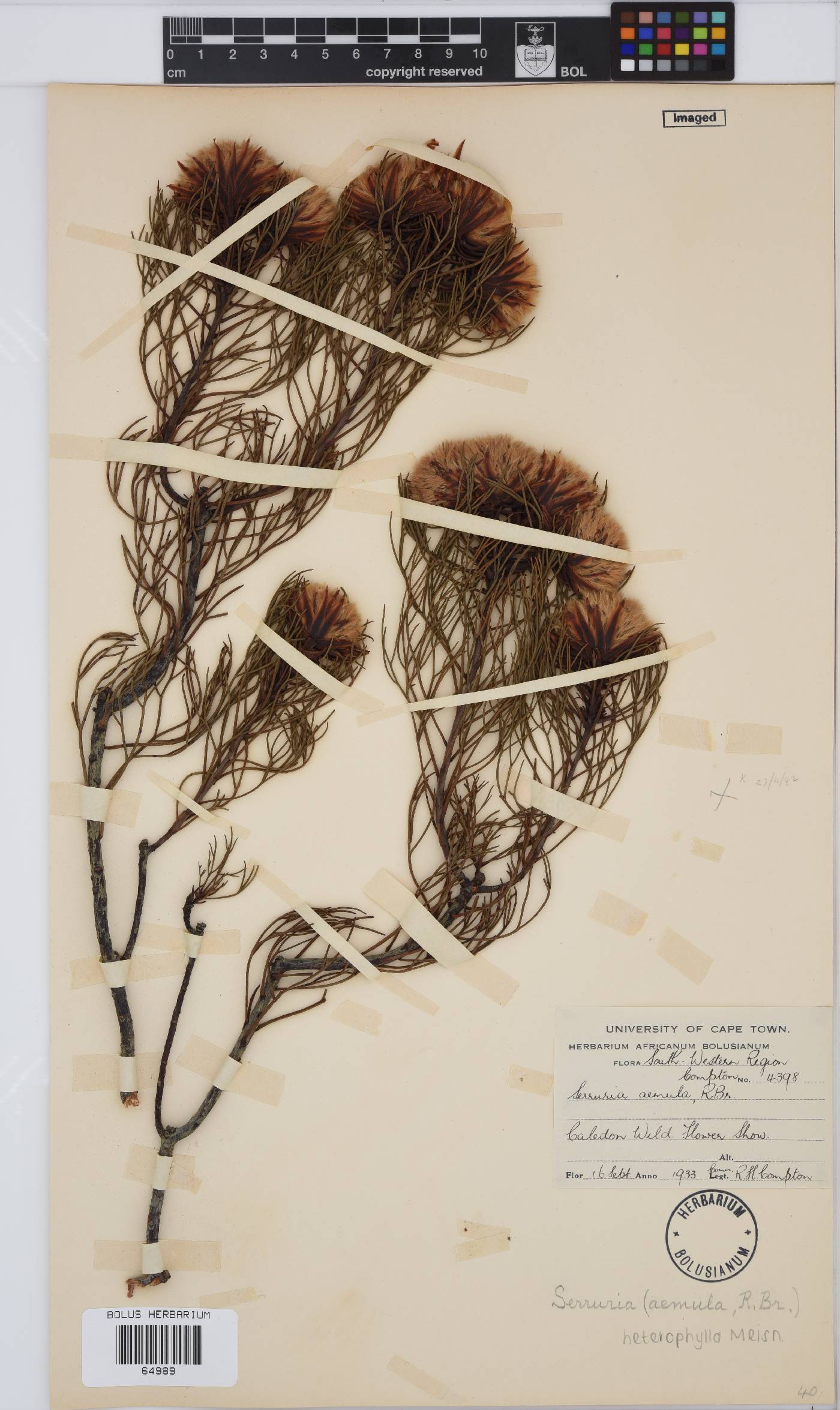 Serruria heterophylla image