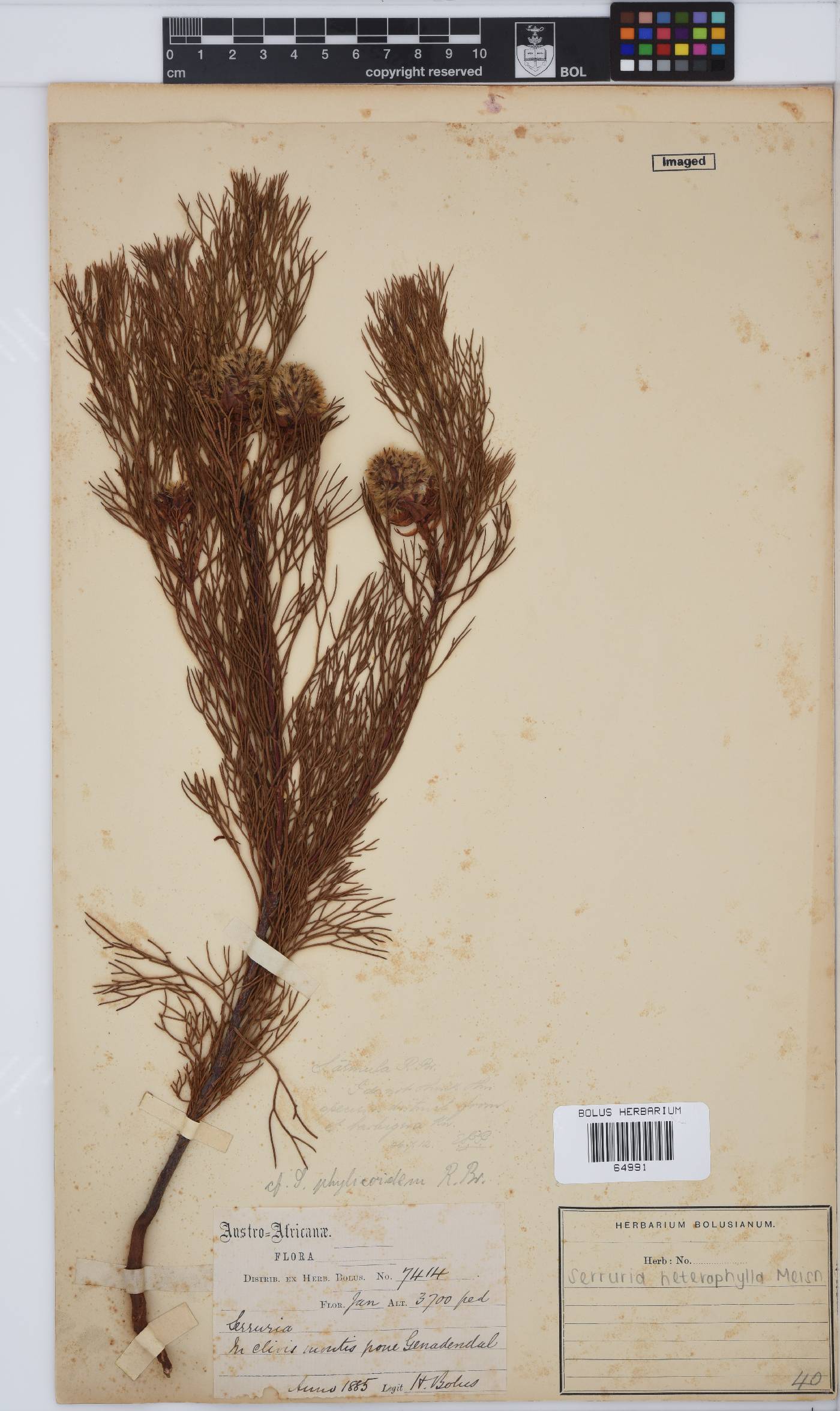 Serruria heterophylla image