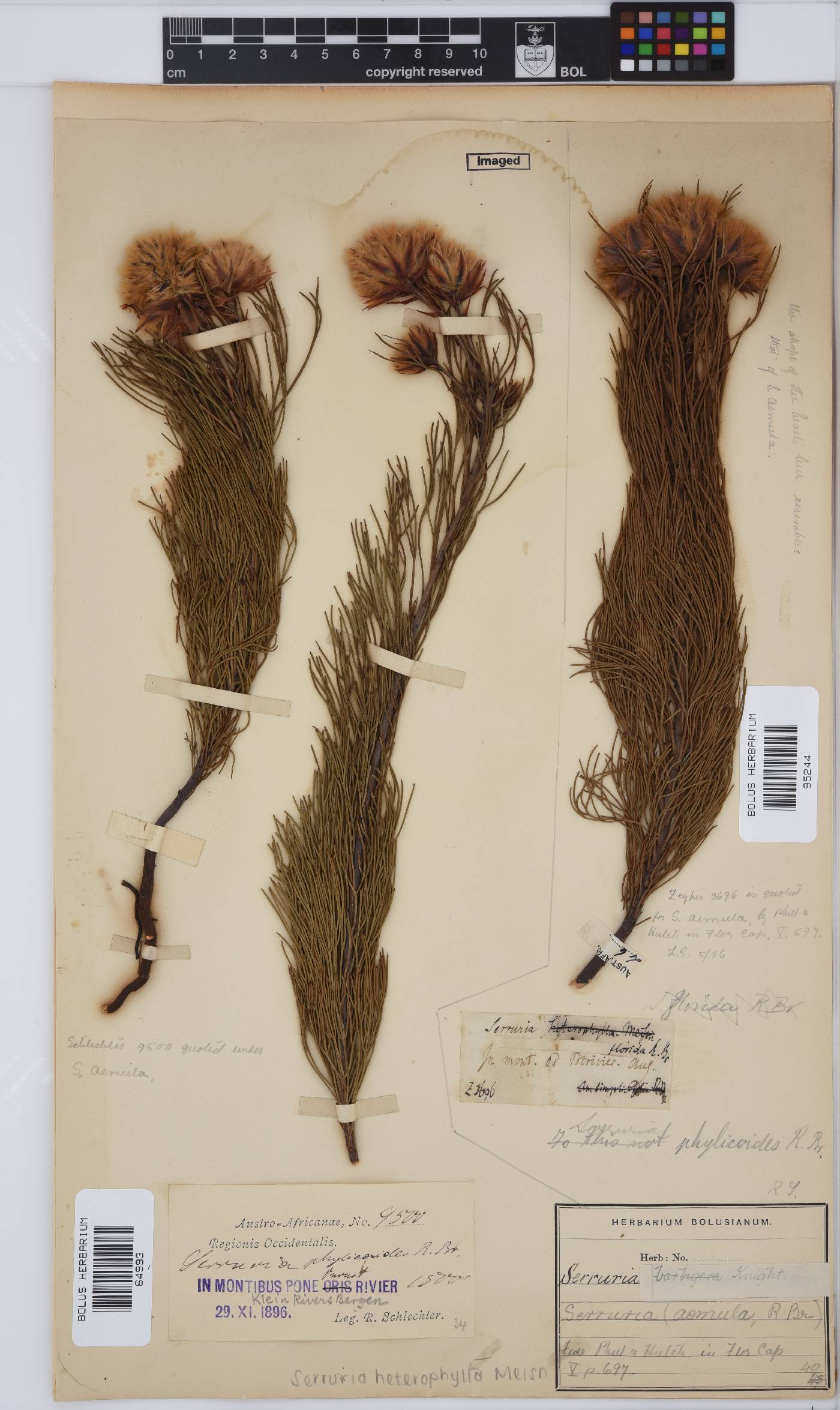 Serruria heterophylla image