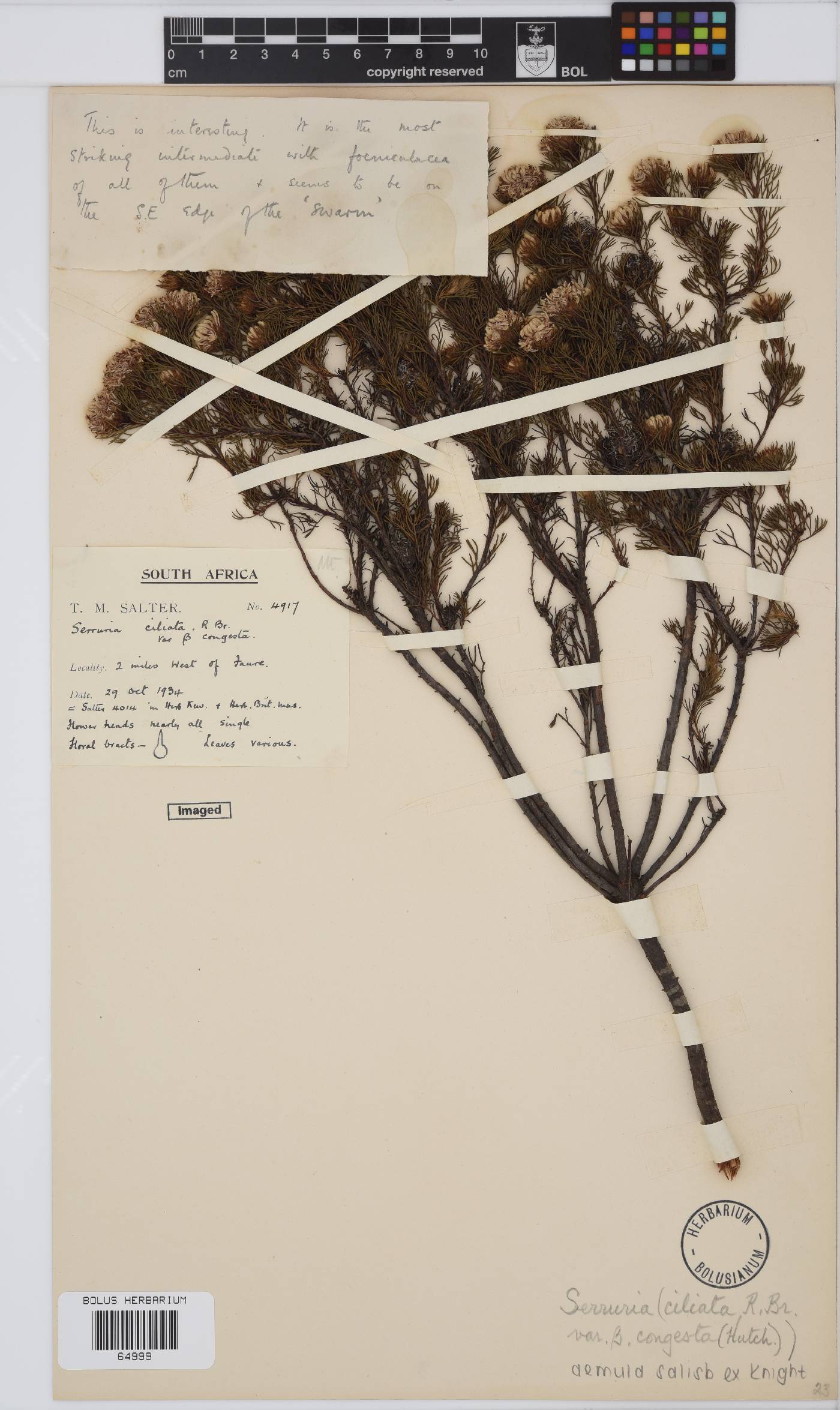 Serruria aemula image