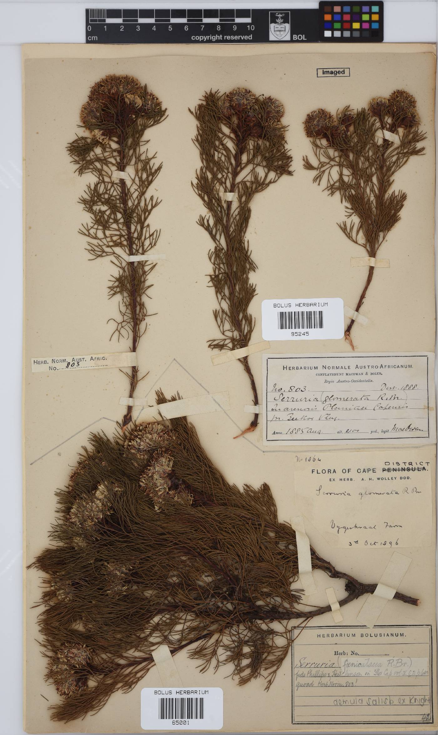 Serruria aemula image