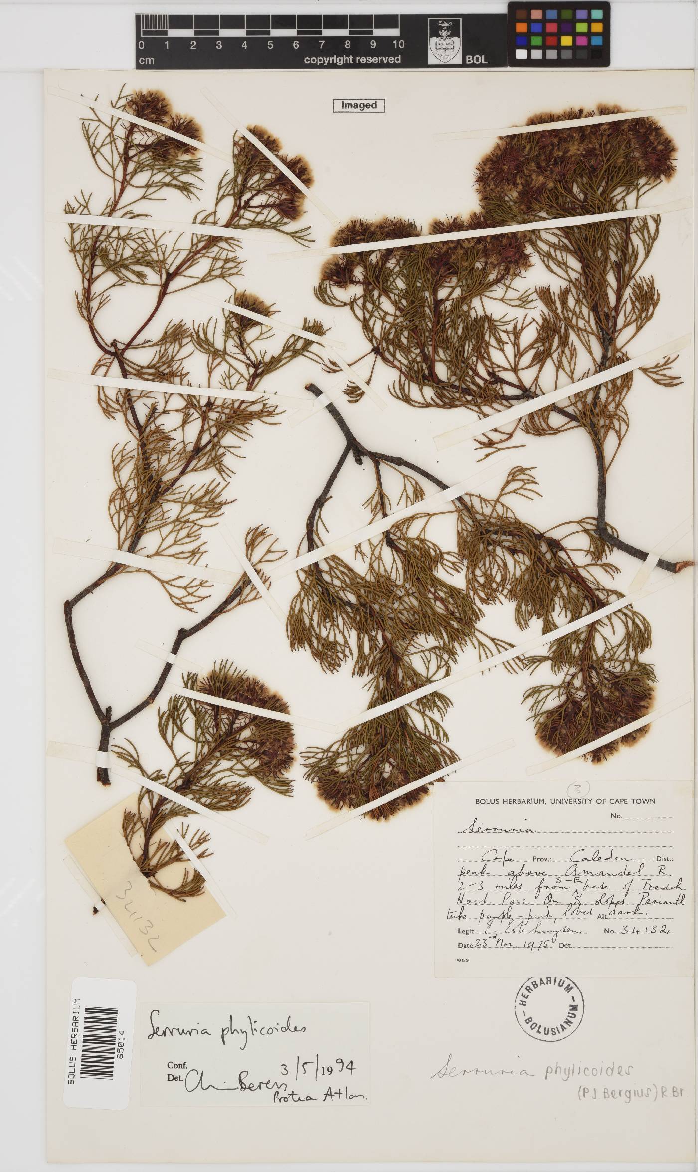 Serruria phylicoides image