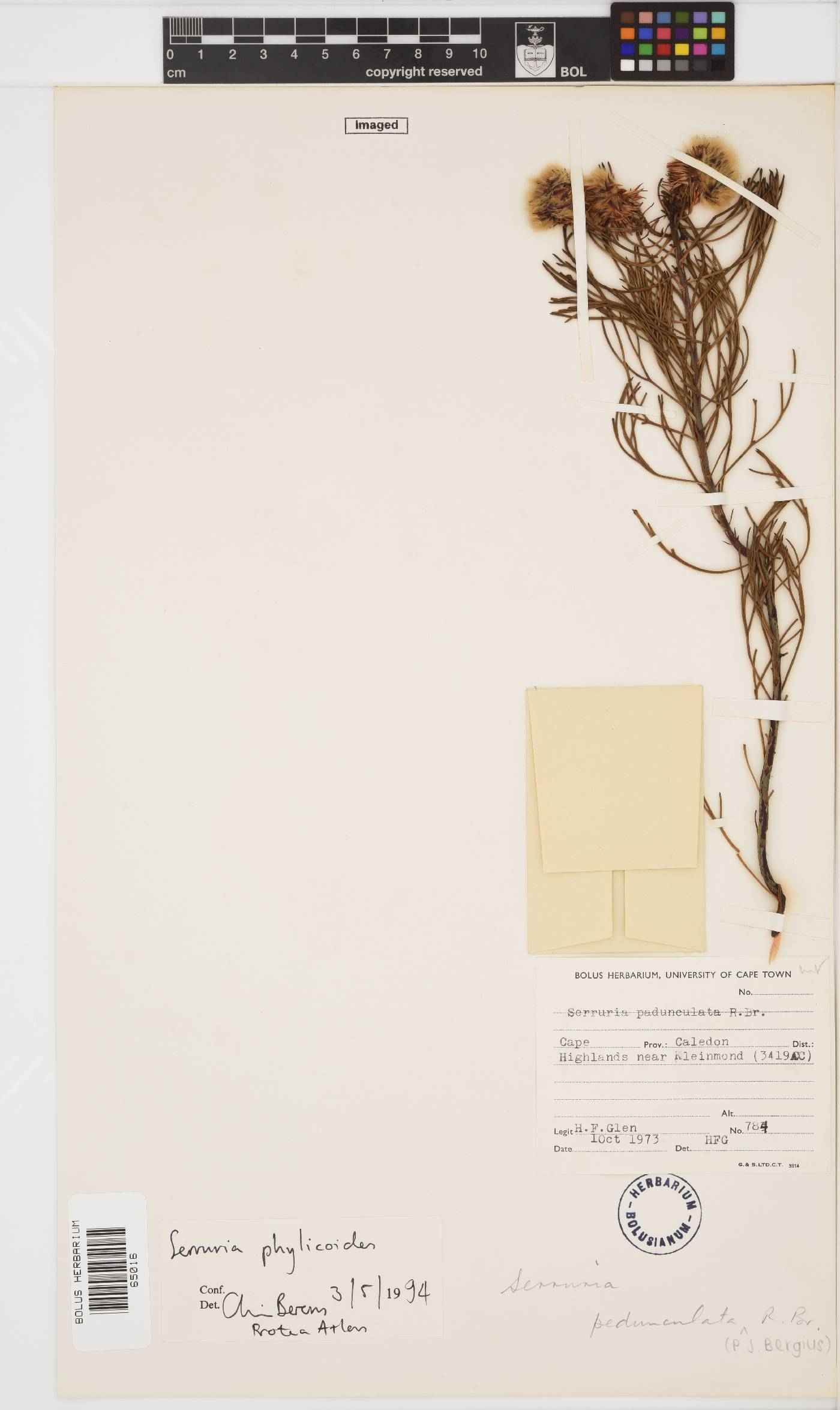 Serruria phylicoides image