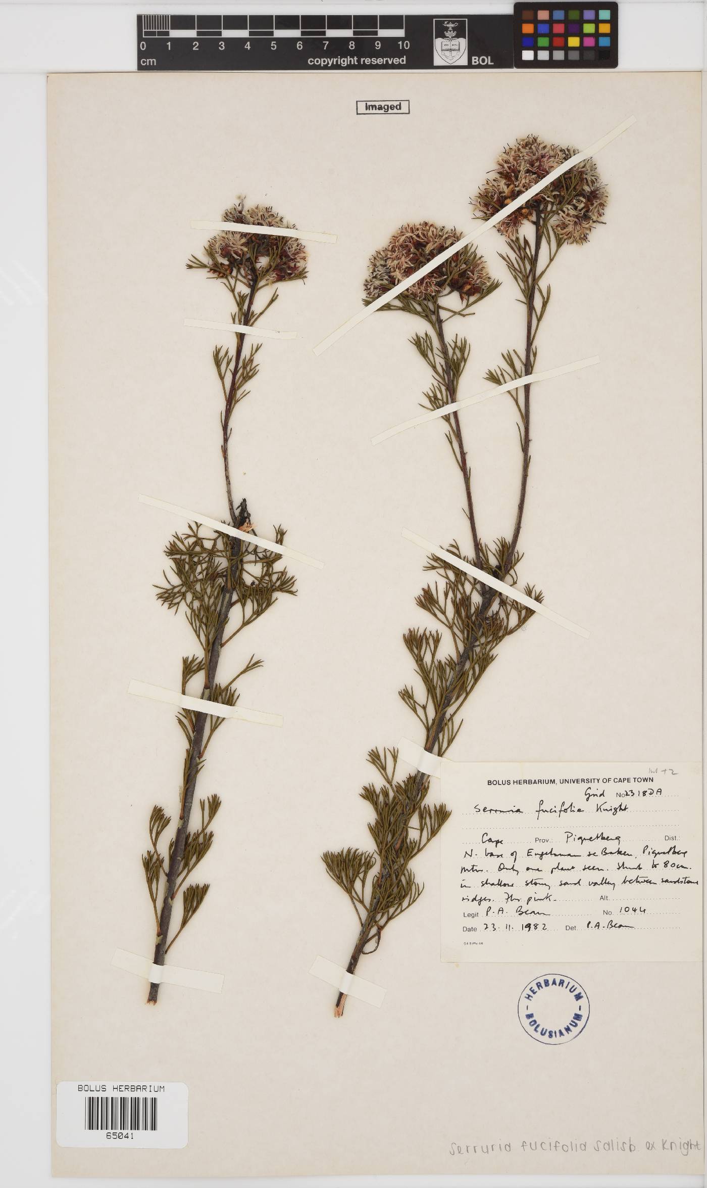 Serruria fucifolia image