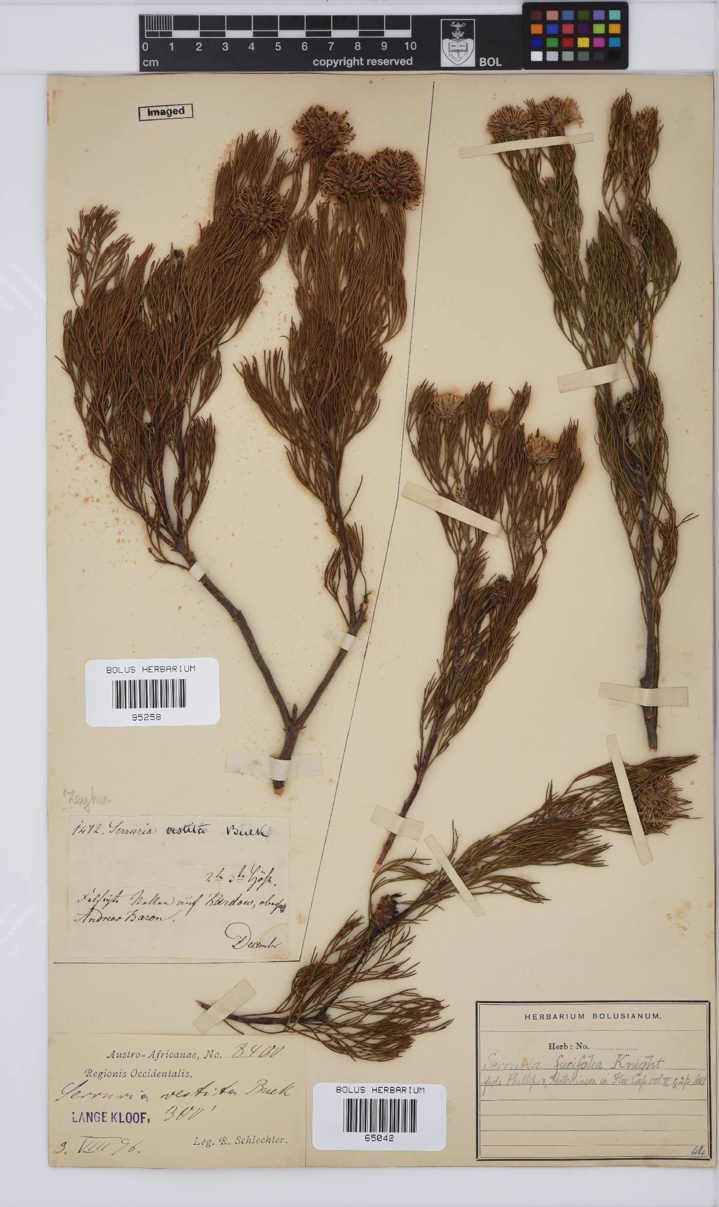 Serruria fucifolia image
