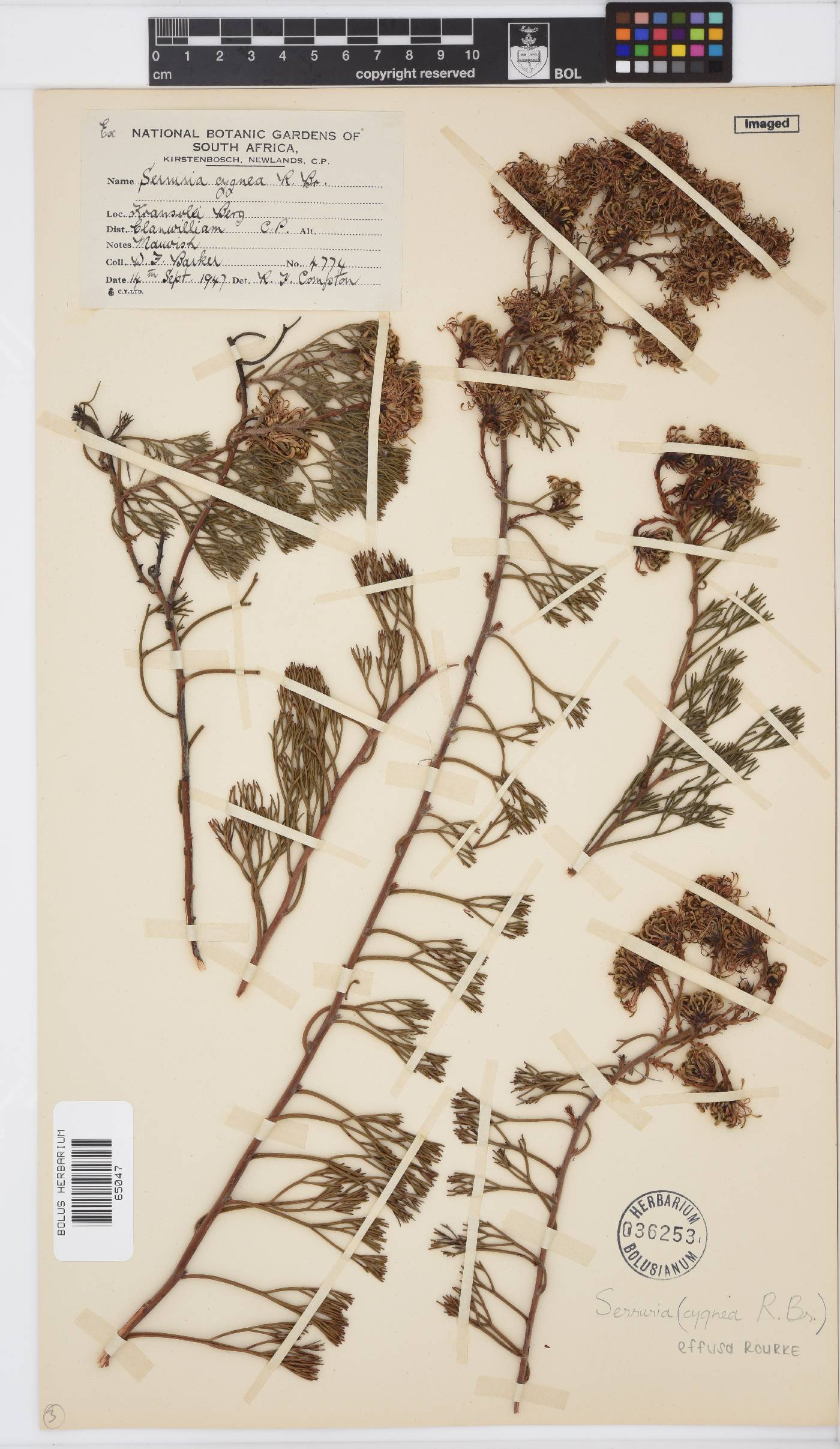 Serruria effusa image