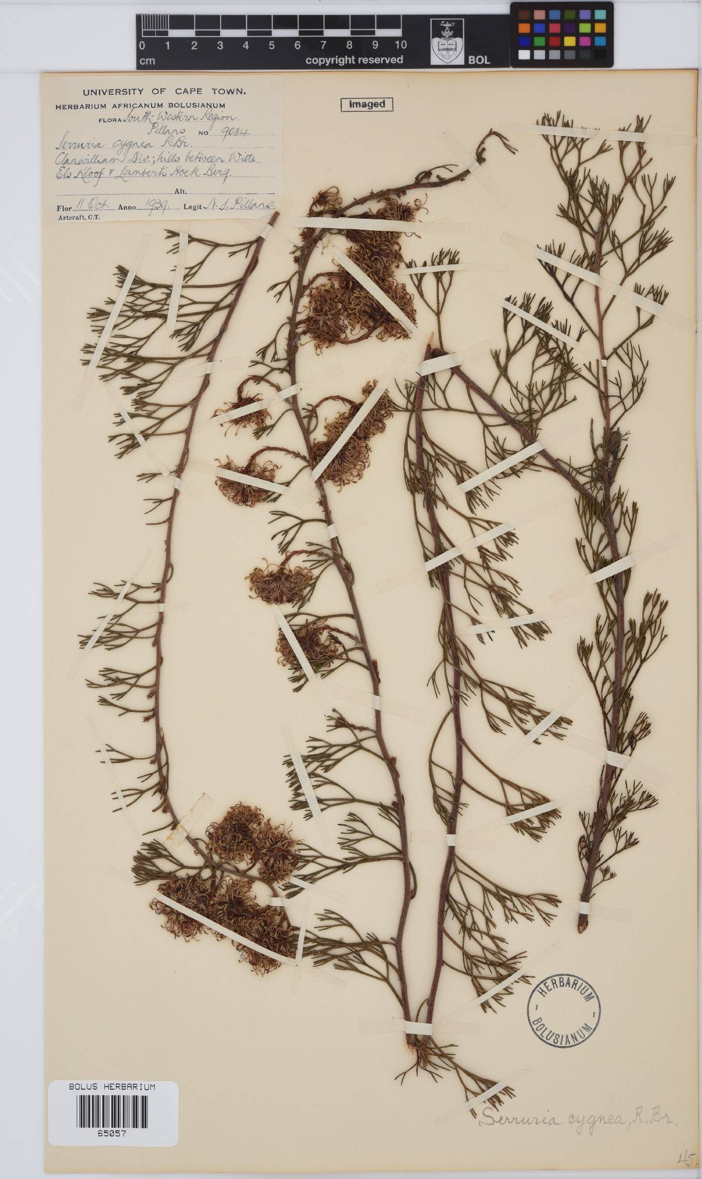 Serruria cygnea image