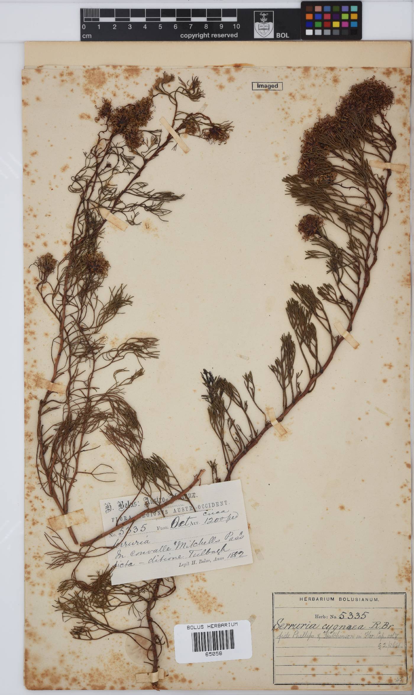 Serruria cygnea image