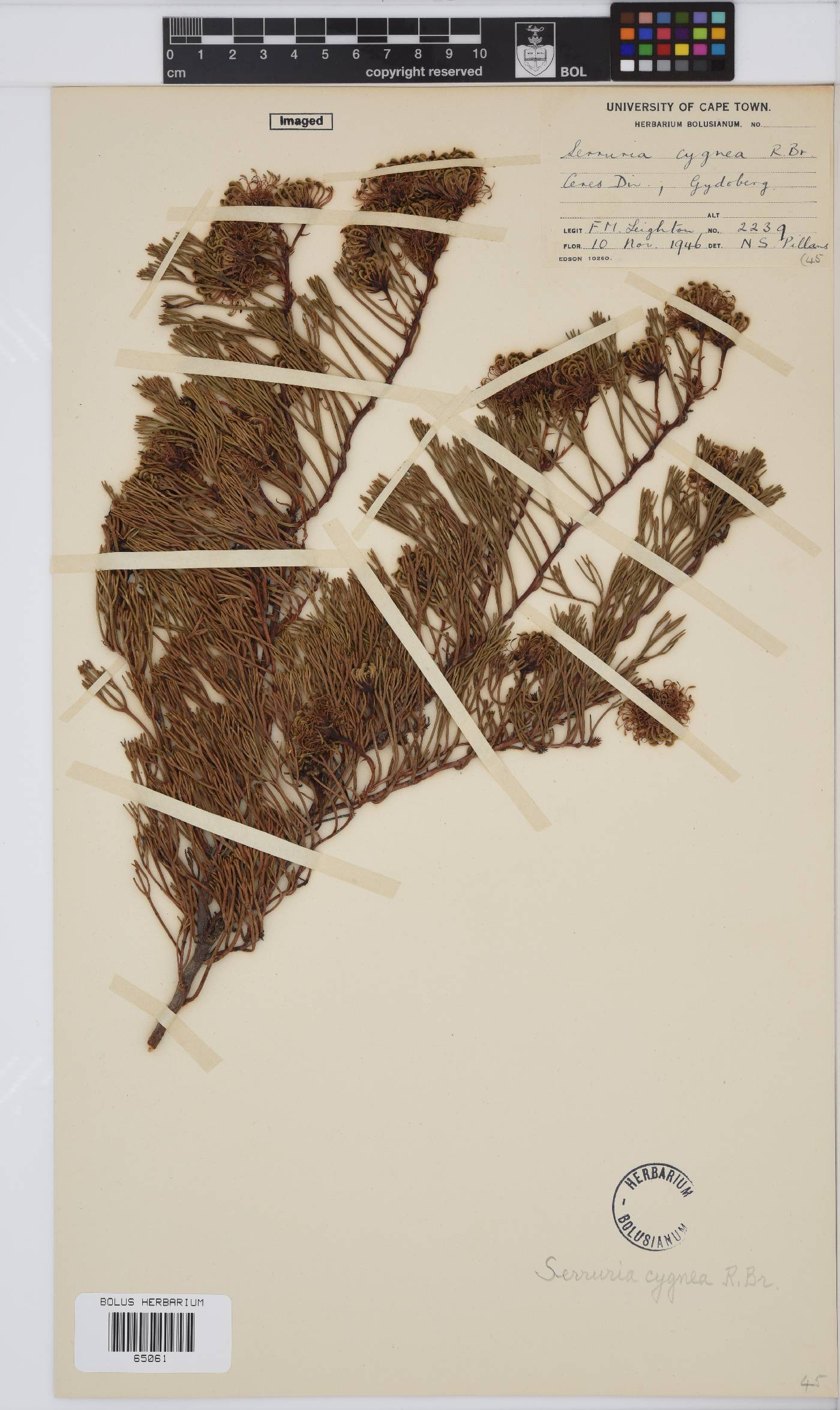 Serruria cygnea image