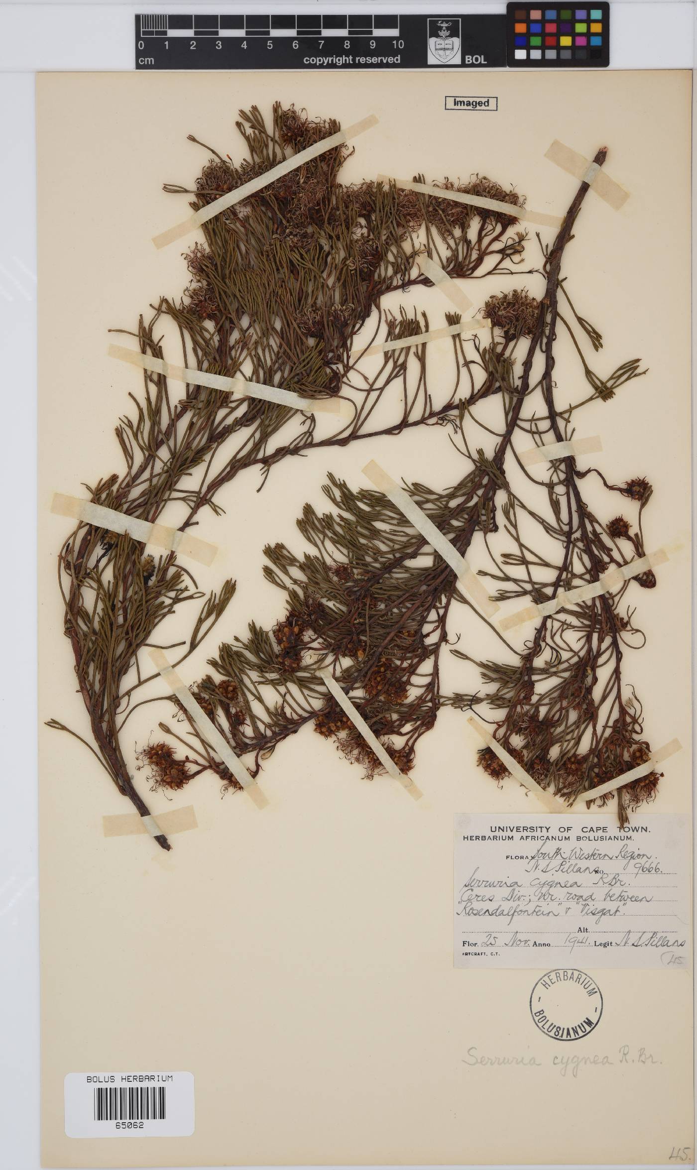 Serruria cygnea image