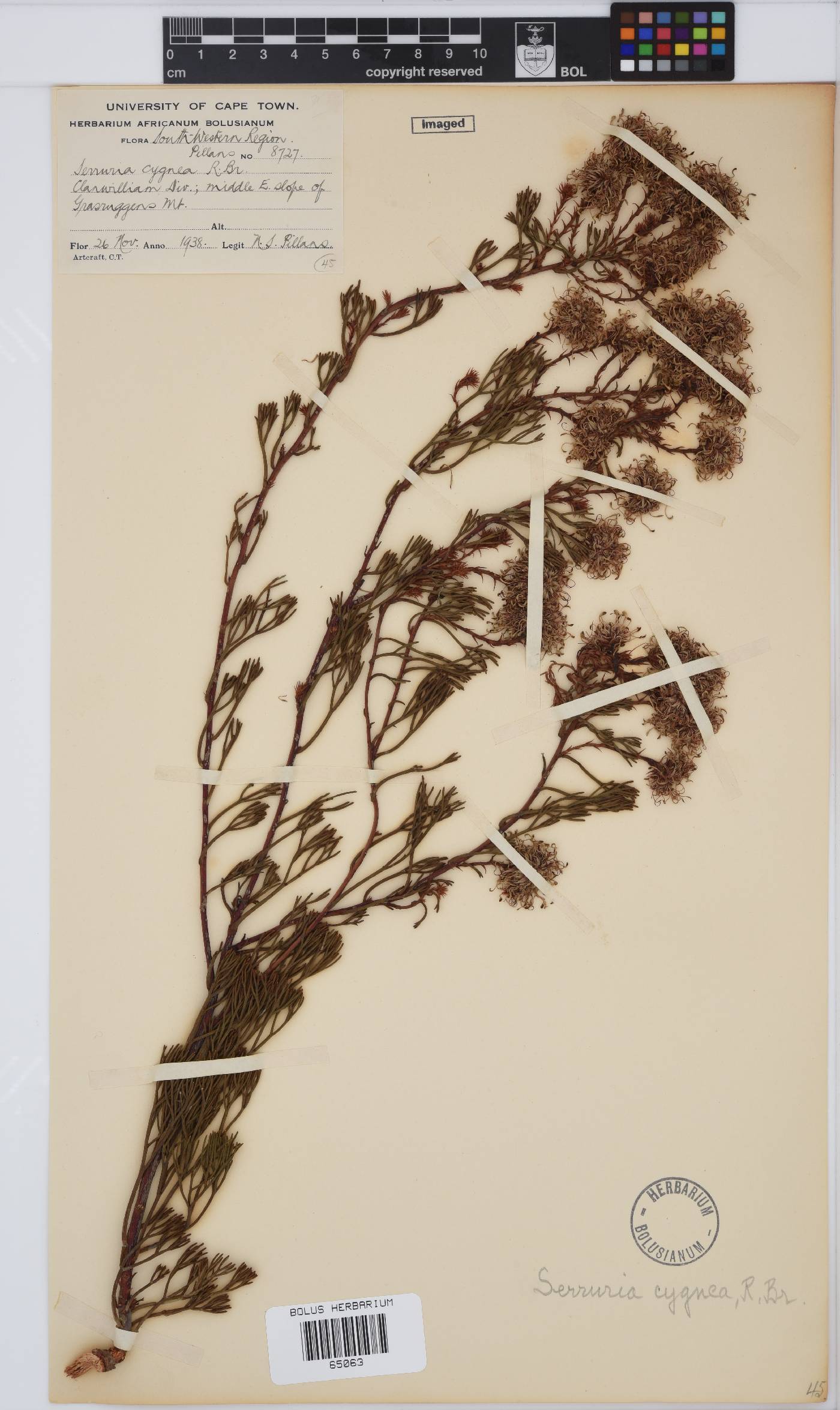 Serruria cygnea image