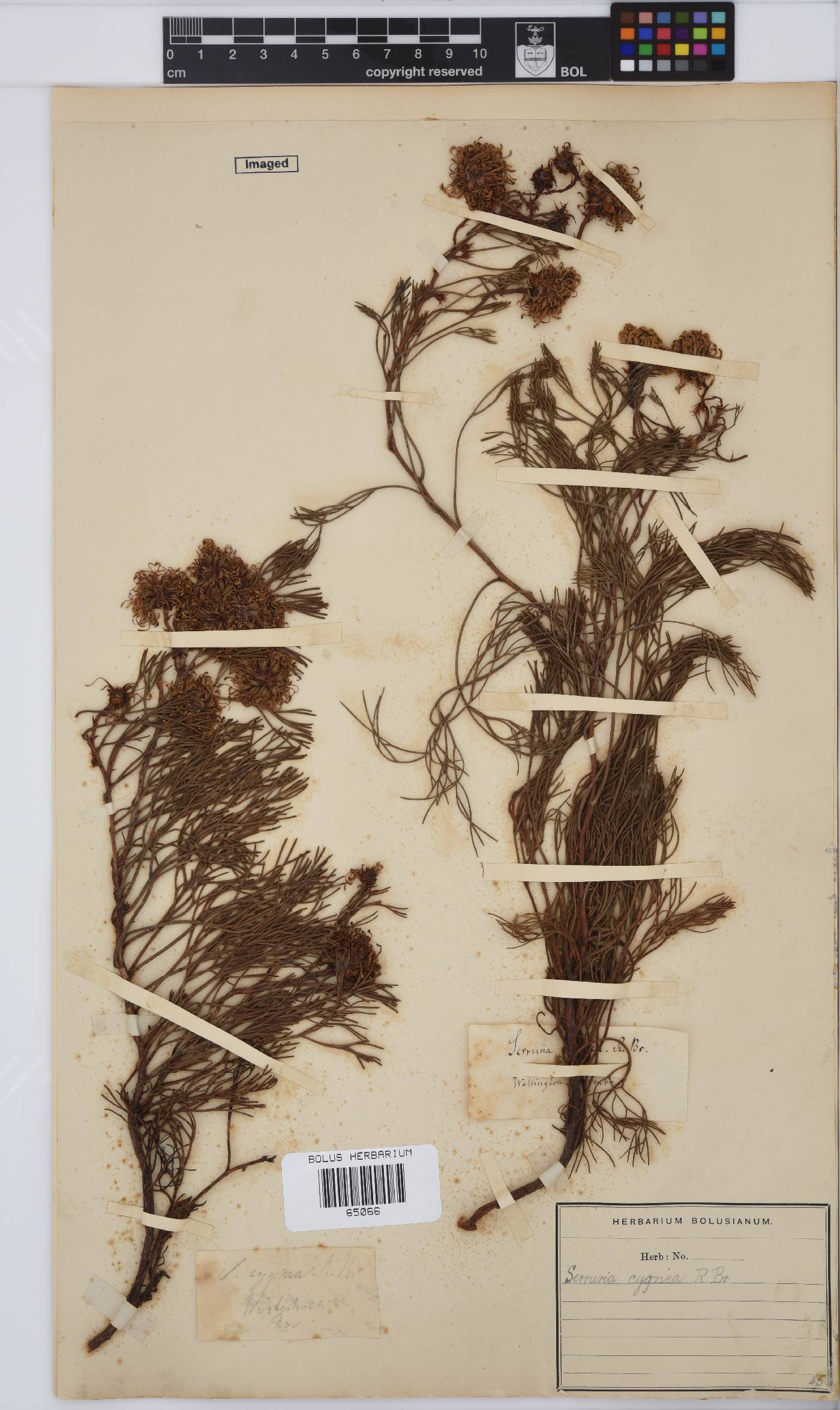 Serruria cygnea image