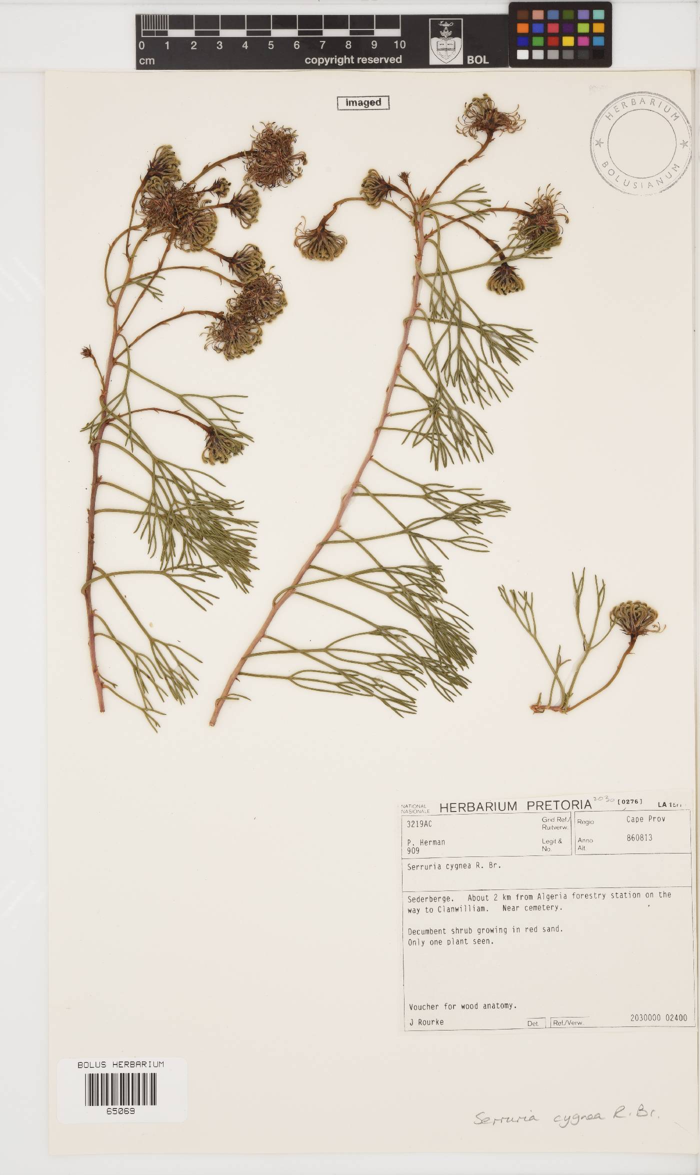 Serruria cygnea image