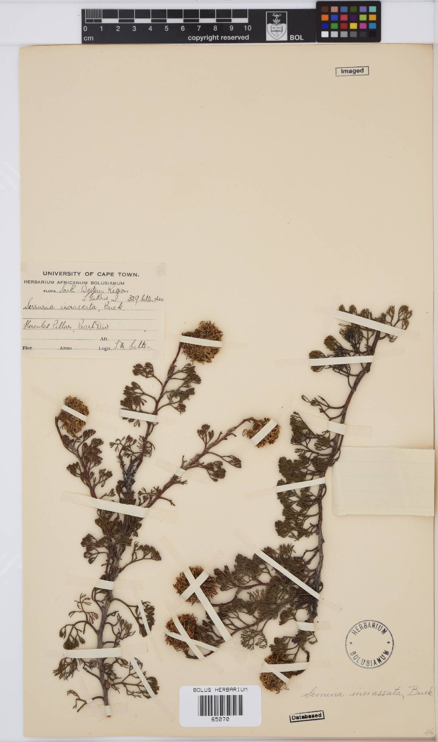 Serruria incrassata image