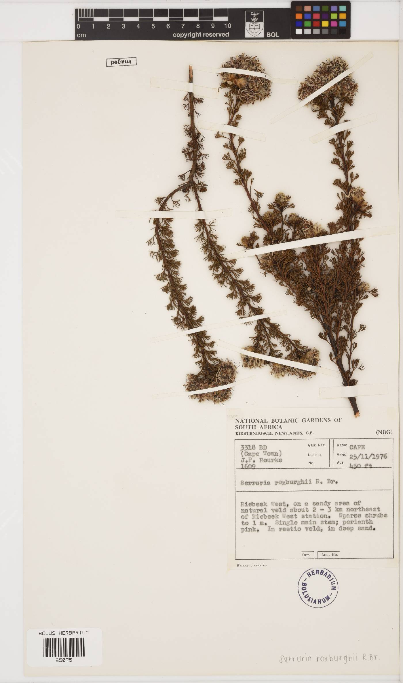 Serruria roxburghii image