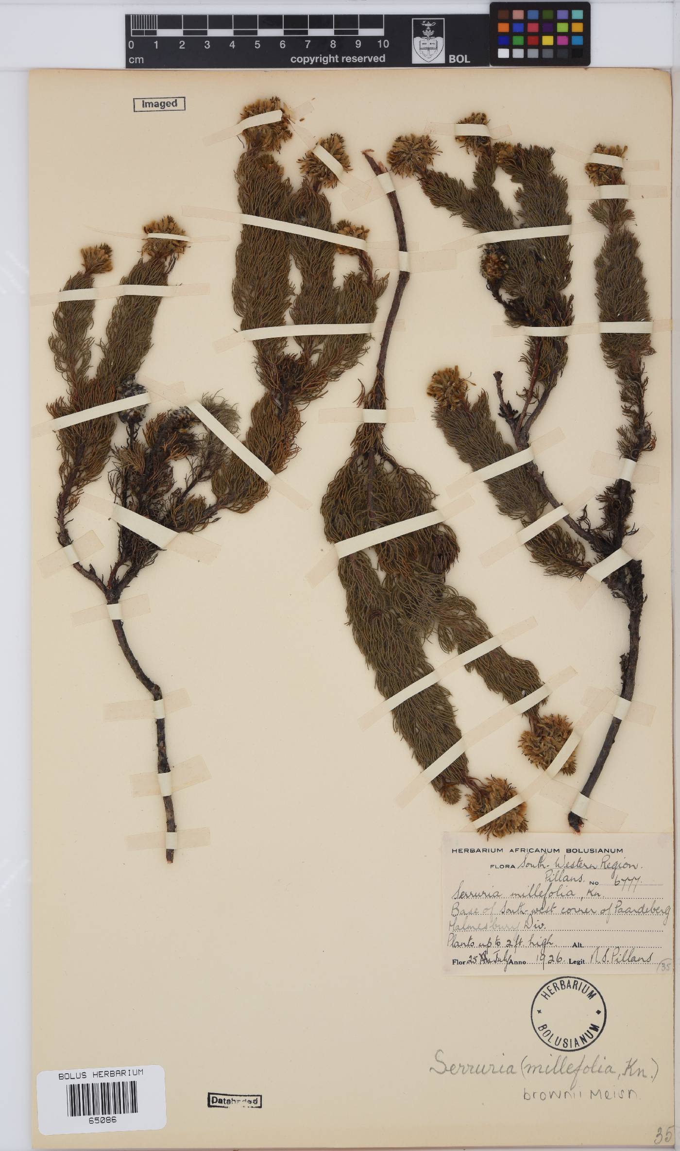 Serruria brownii image