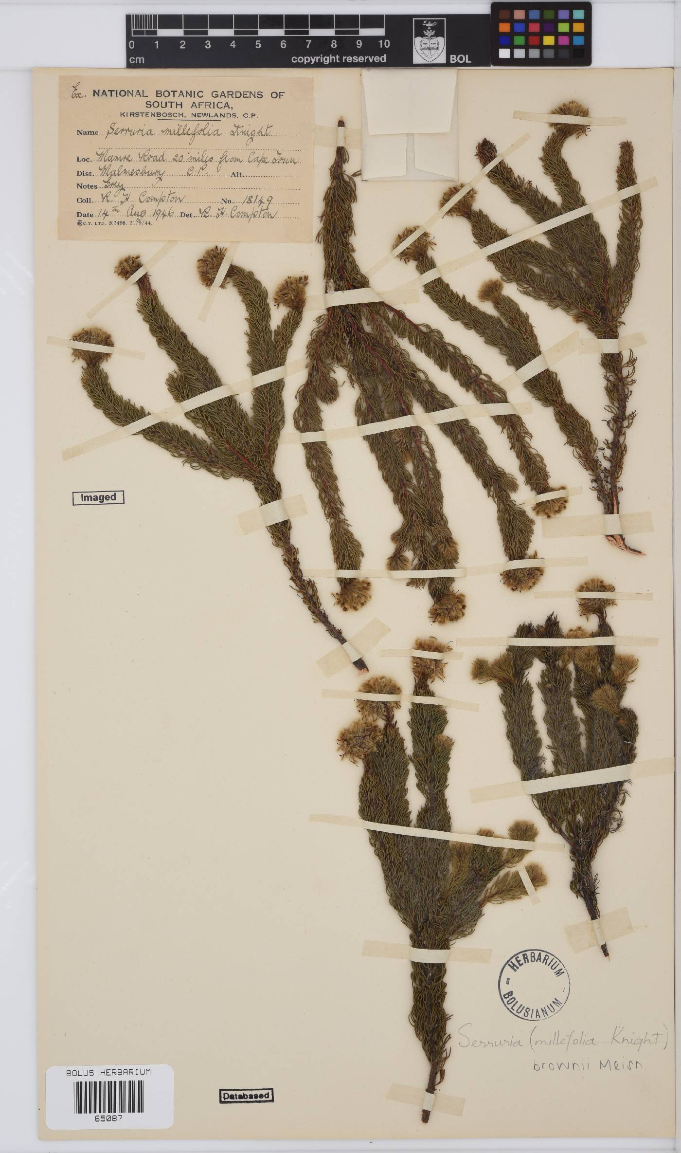 Serruria brownii image