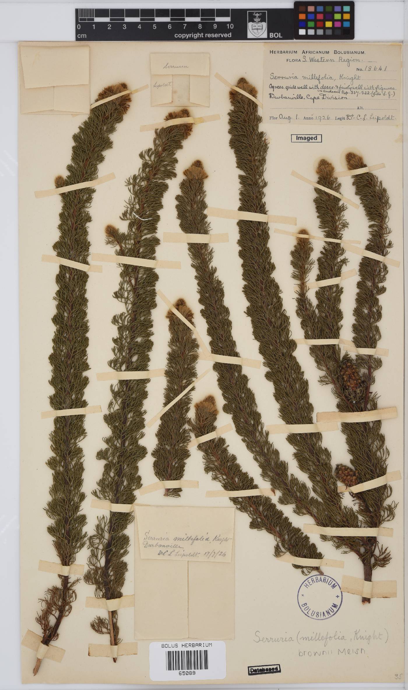 Serruria brownii image