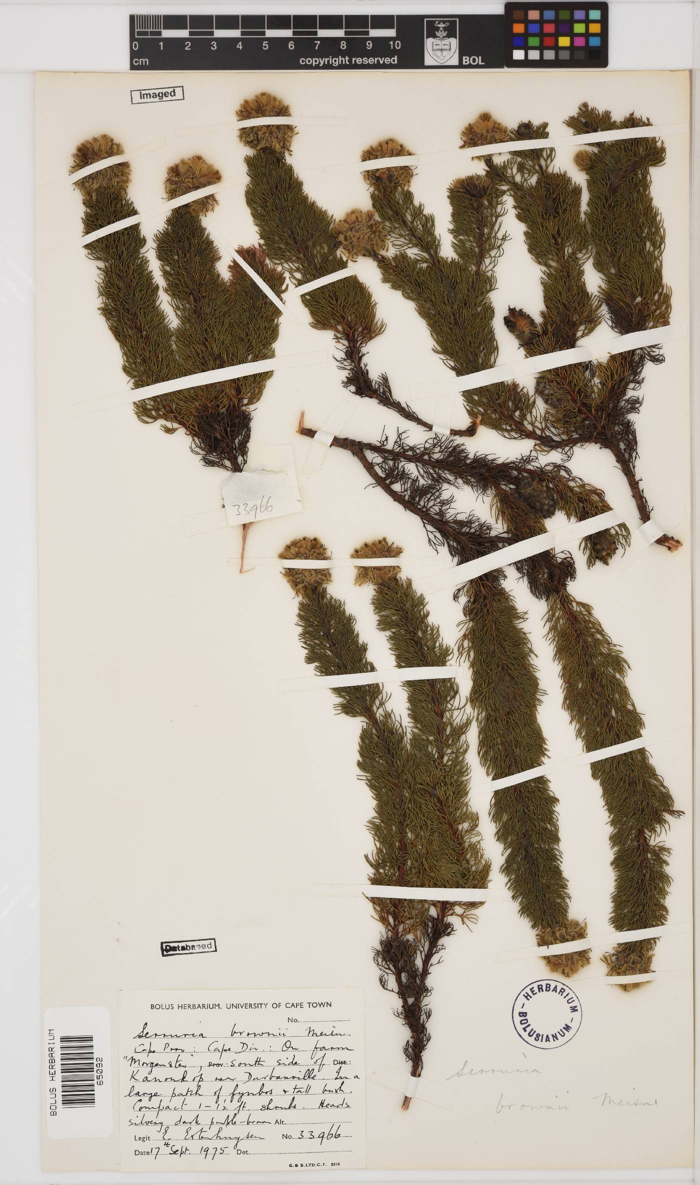 Serruria brownii image