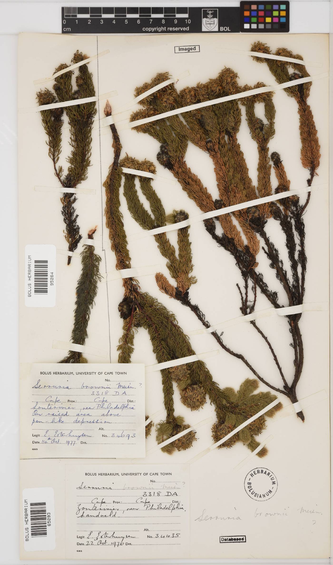 Serruria brownii image