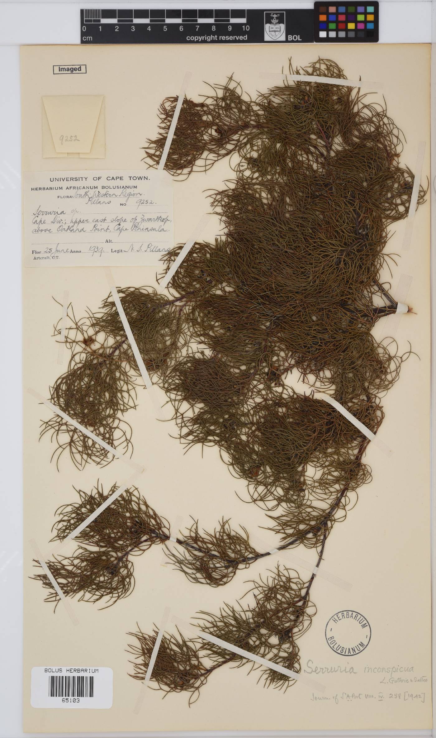 Serruria inconspicua image