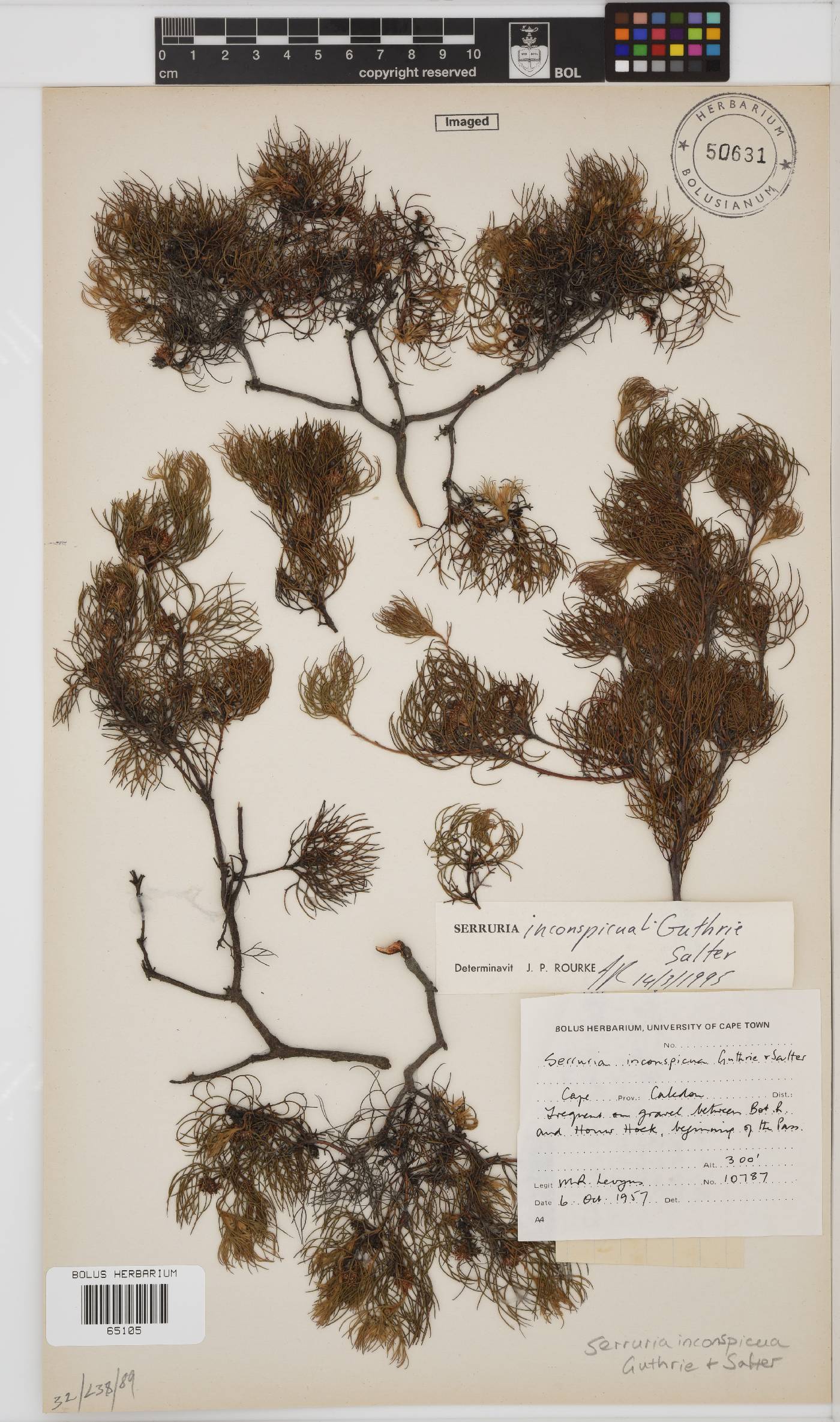 Serruria inconspicua image