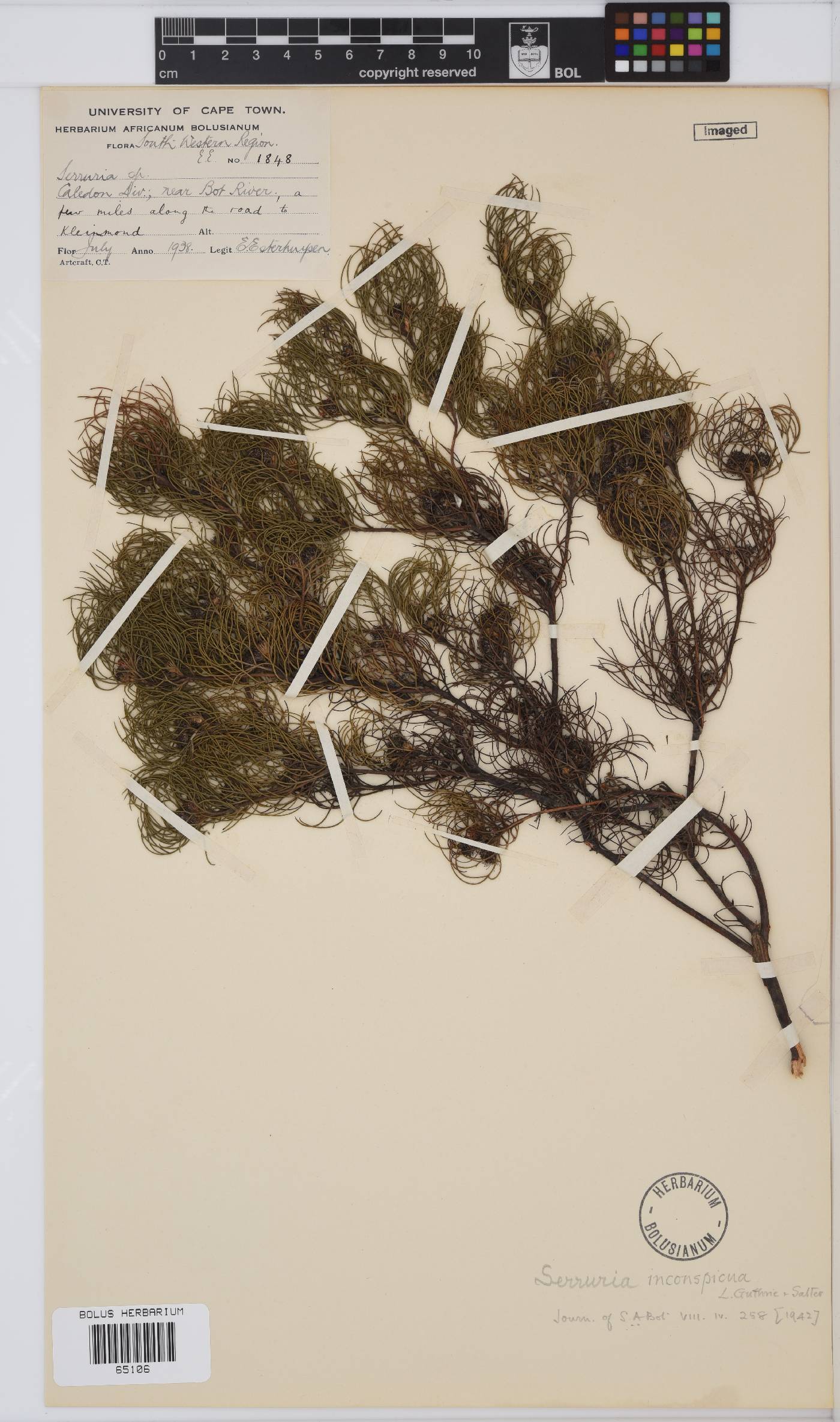 Serruria inconspicua image
