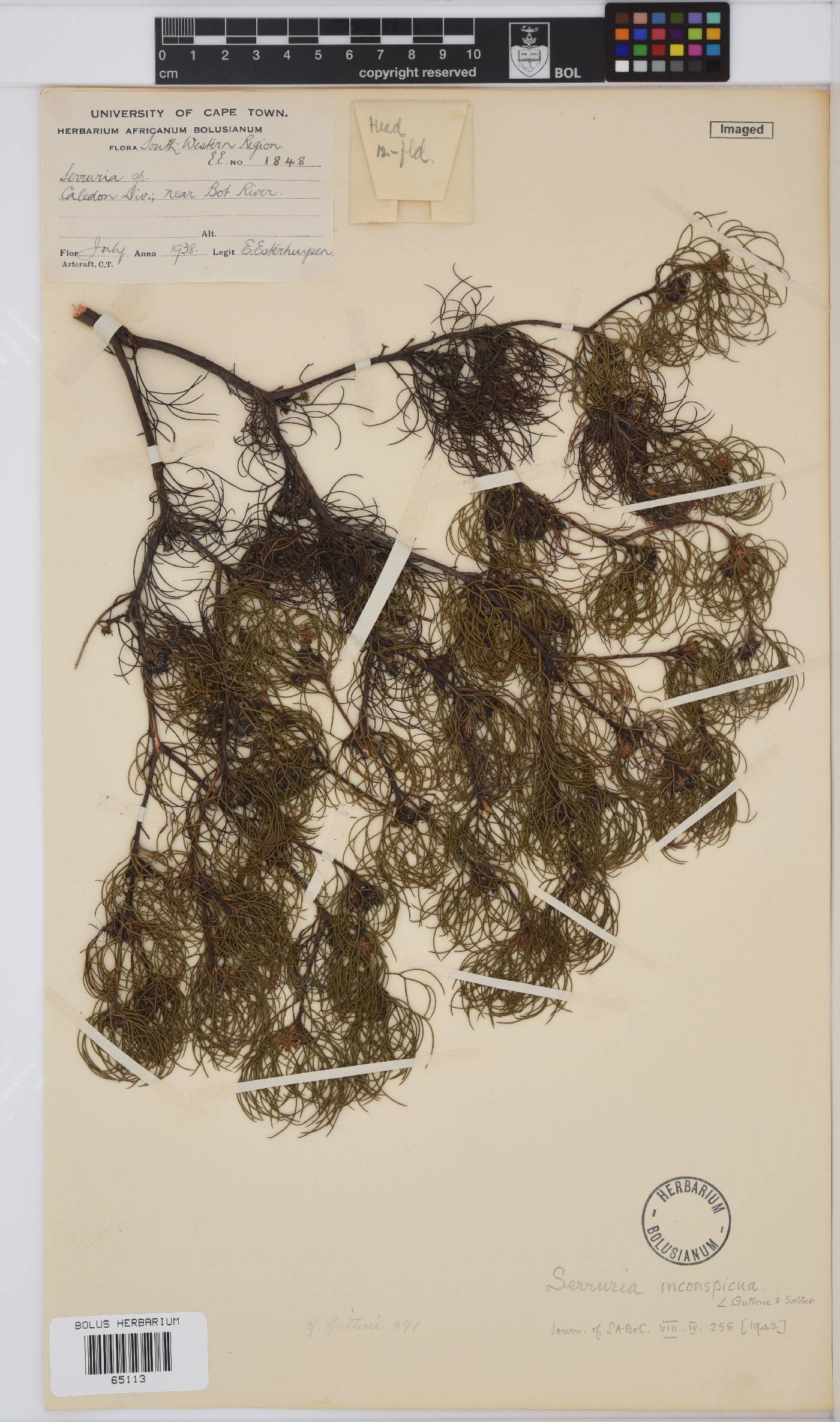 Serruria inconspicua image